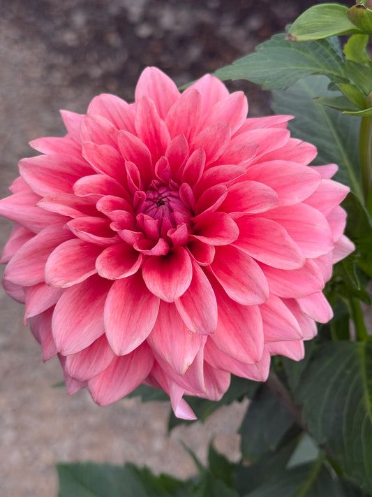 Bella Raimi Rooted Cuttings Shipping Apr 1 - May 15