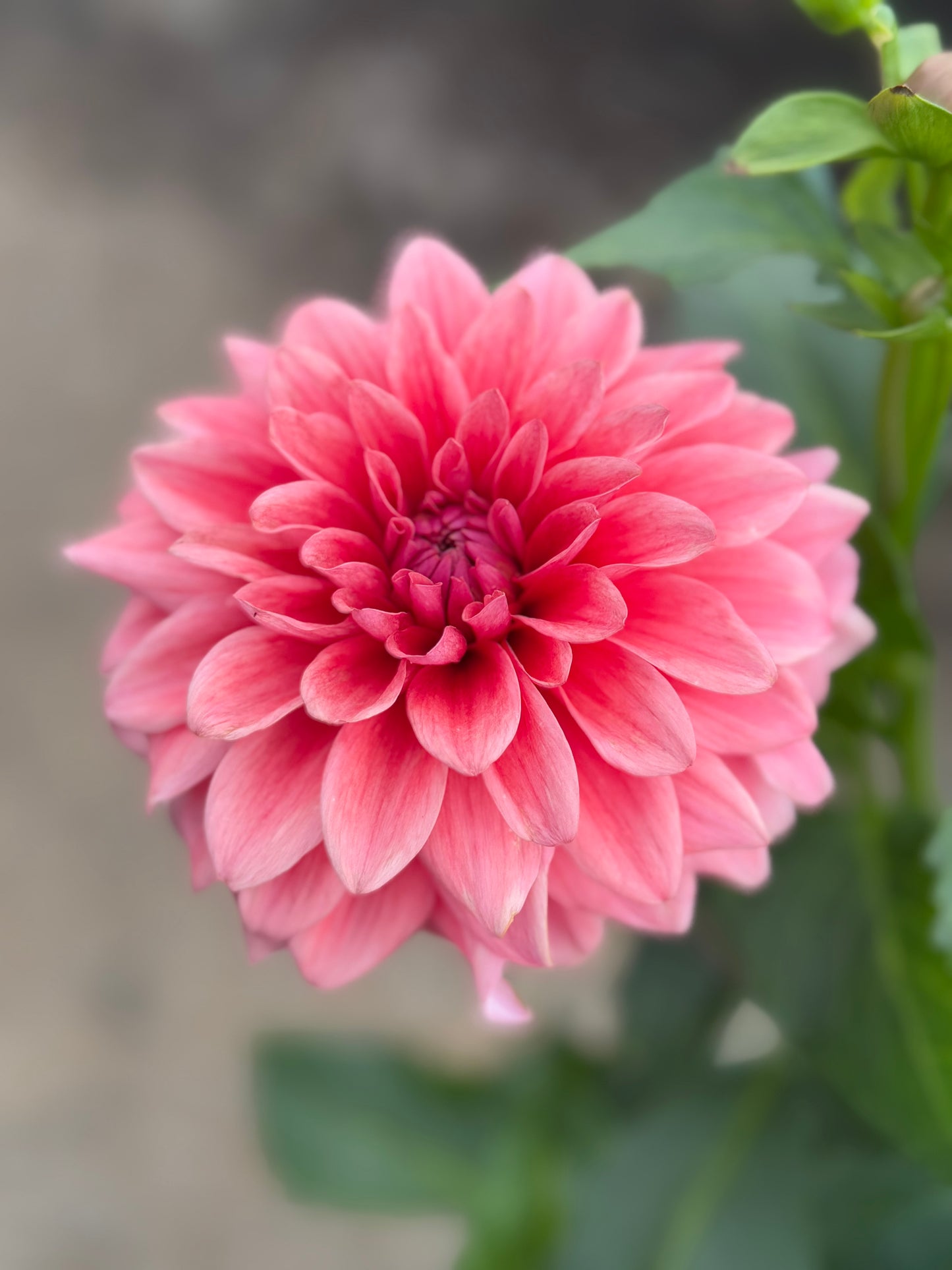 Bella Raimi Rooted Cuttings Shipping Apr 1 - May 15