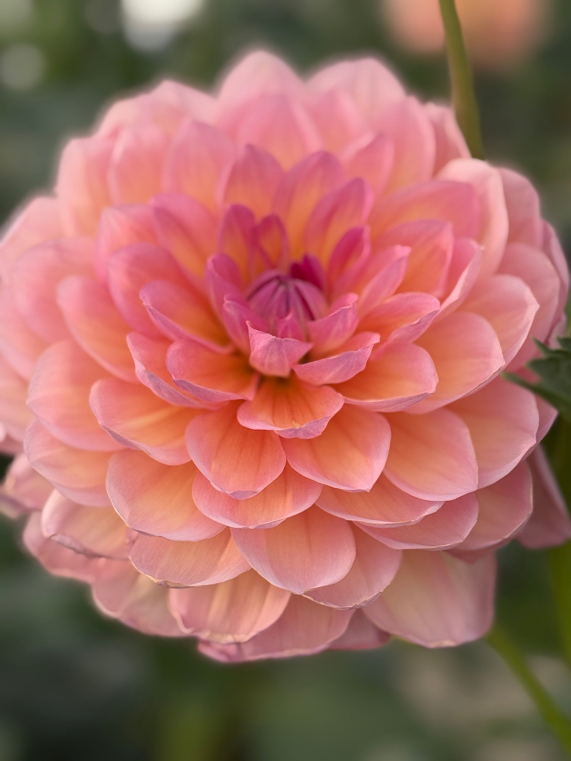 Sandia Rose Dahlia