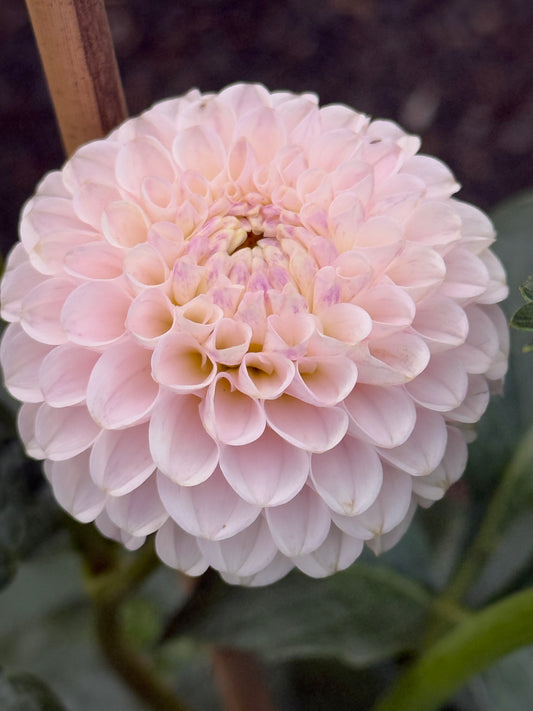 Skeena Posh Dahlia