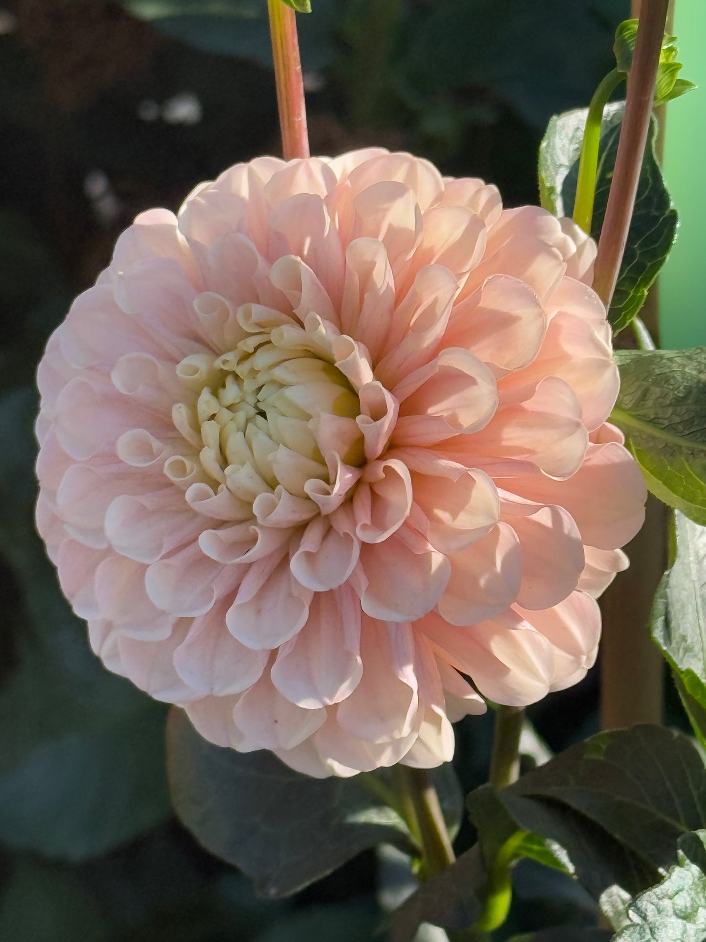 Levi's Revenant Dahlia