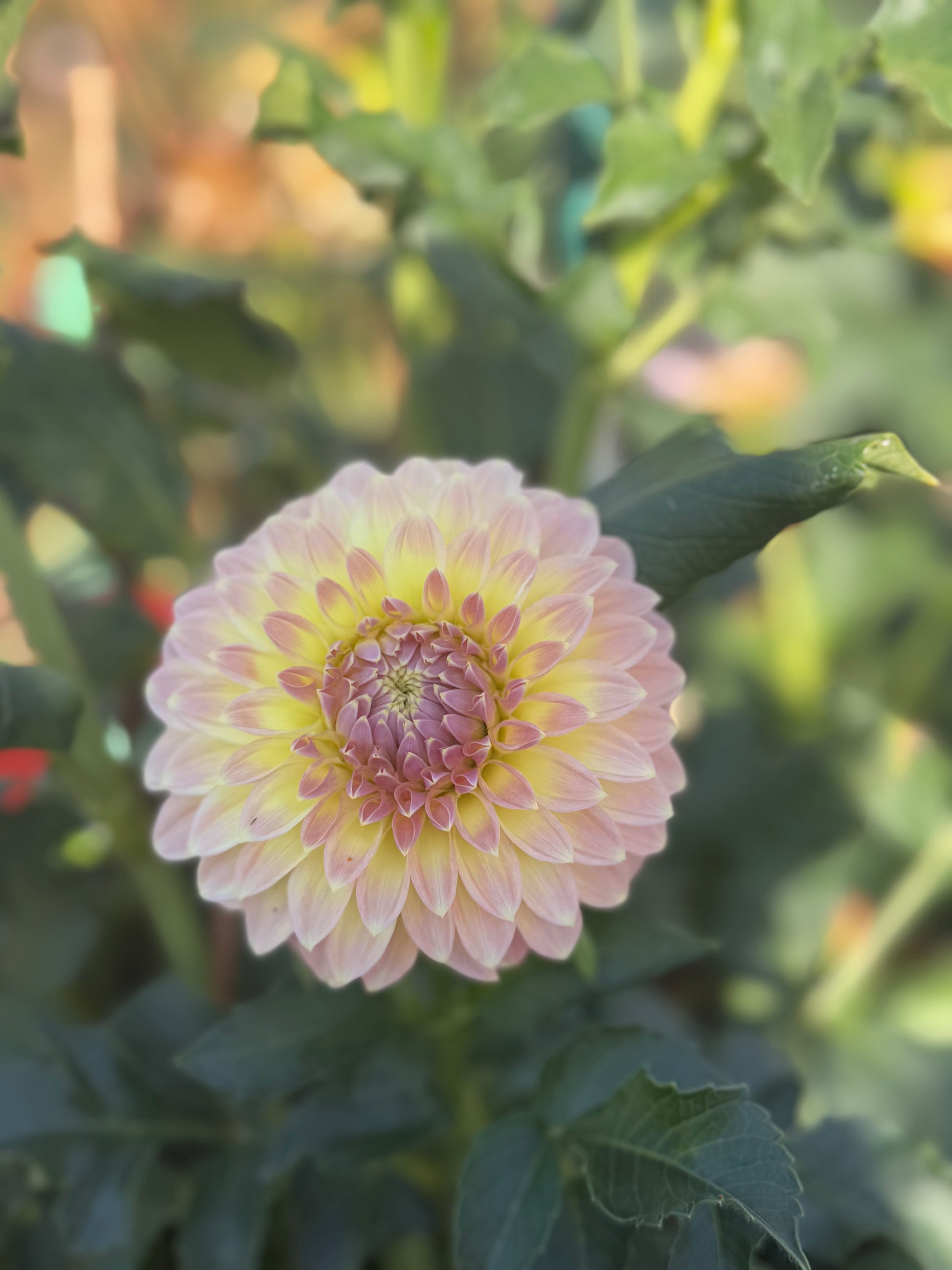 Coorabell Astrid Dahlia