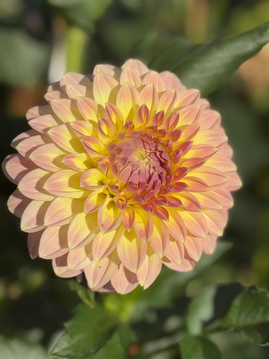 Coorabell Astrid Rooted Cuttings Shipping Apr 1 - May 15