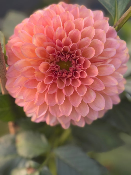 20th Ave Pink Cloud Dahlia