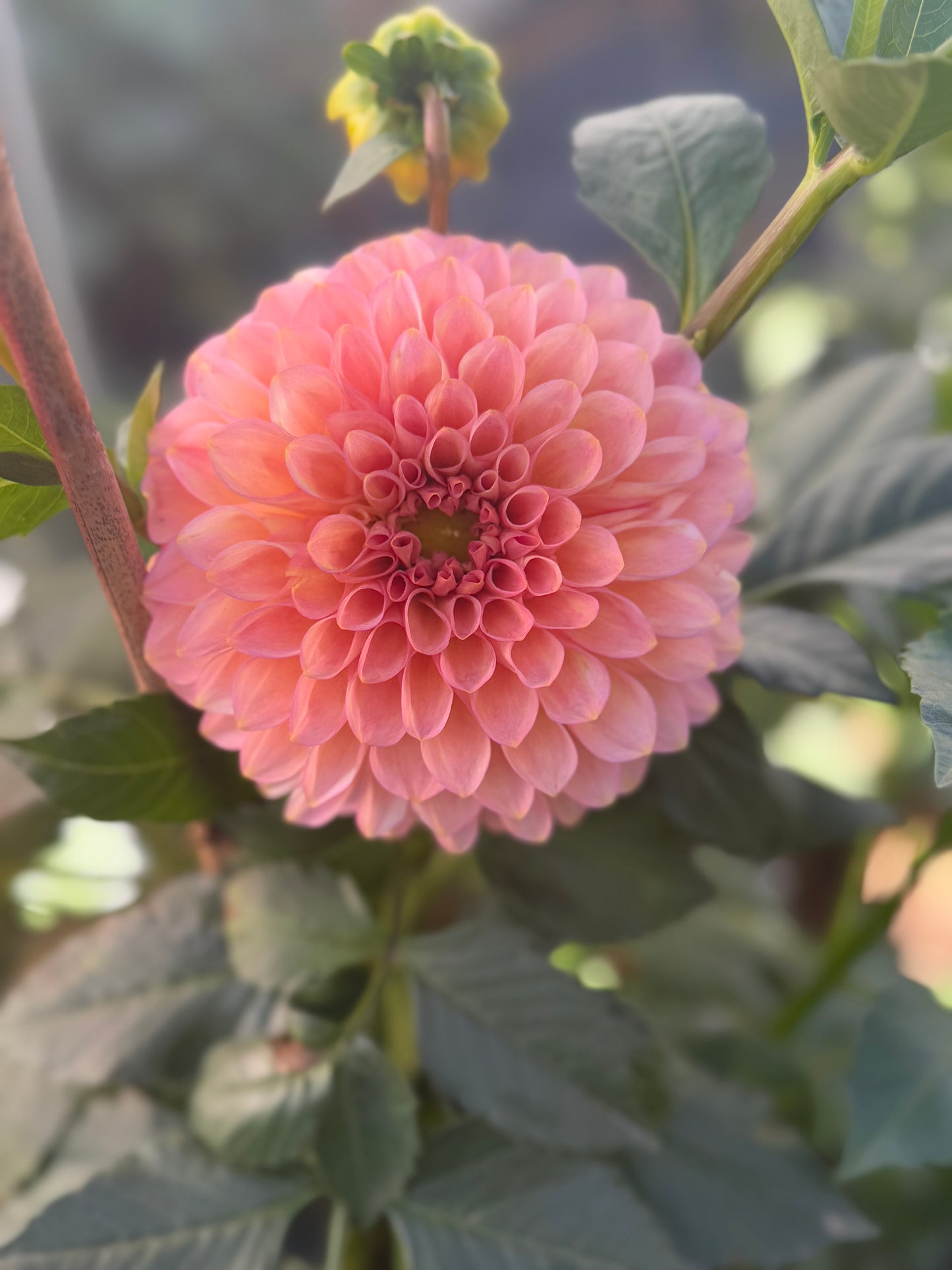 20th Ave Pink Cloud Dahlia