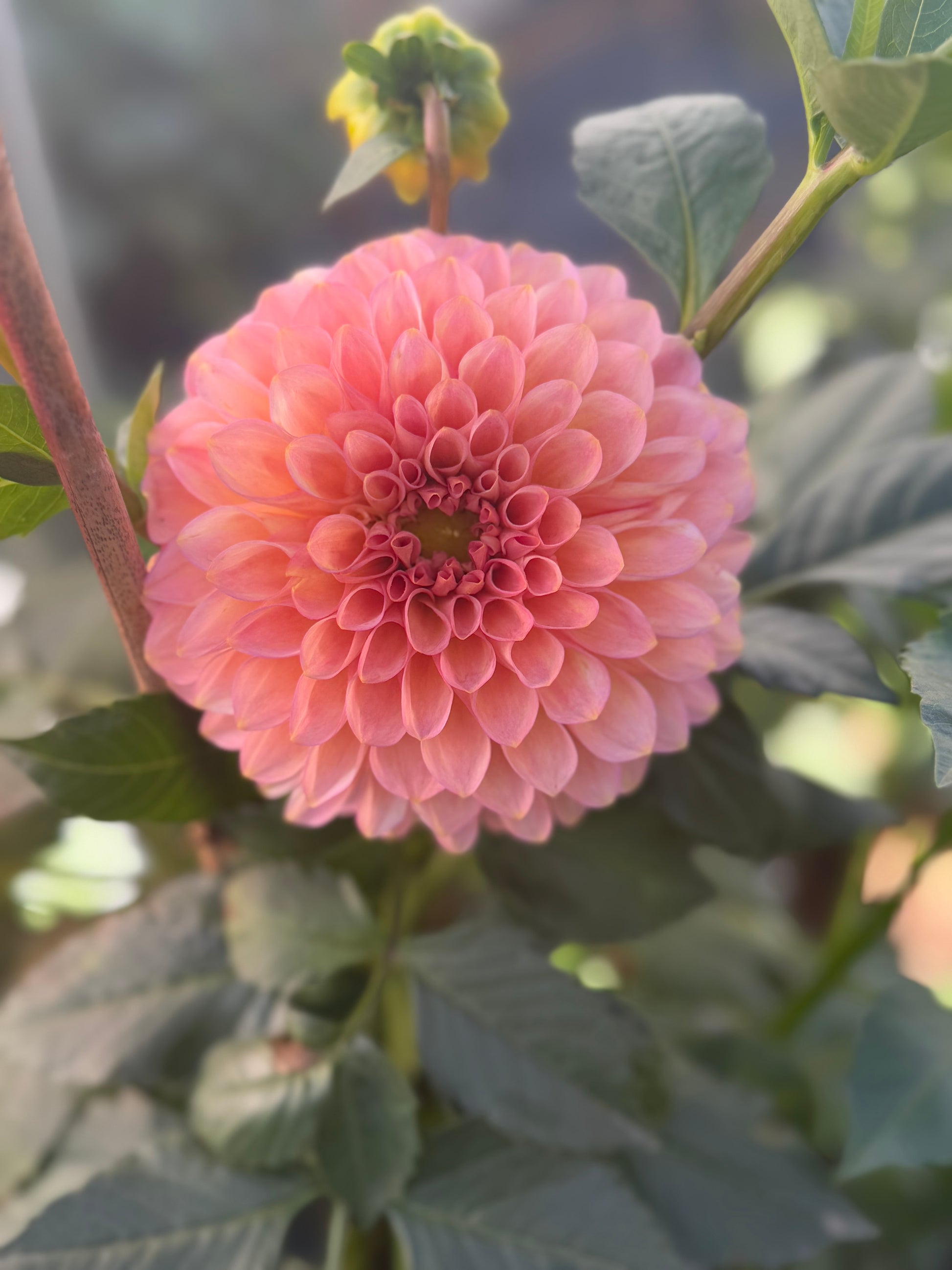 20th Ave Pink Cloud Dahlia