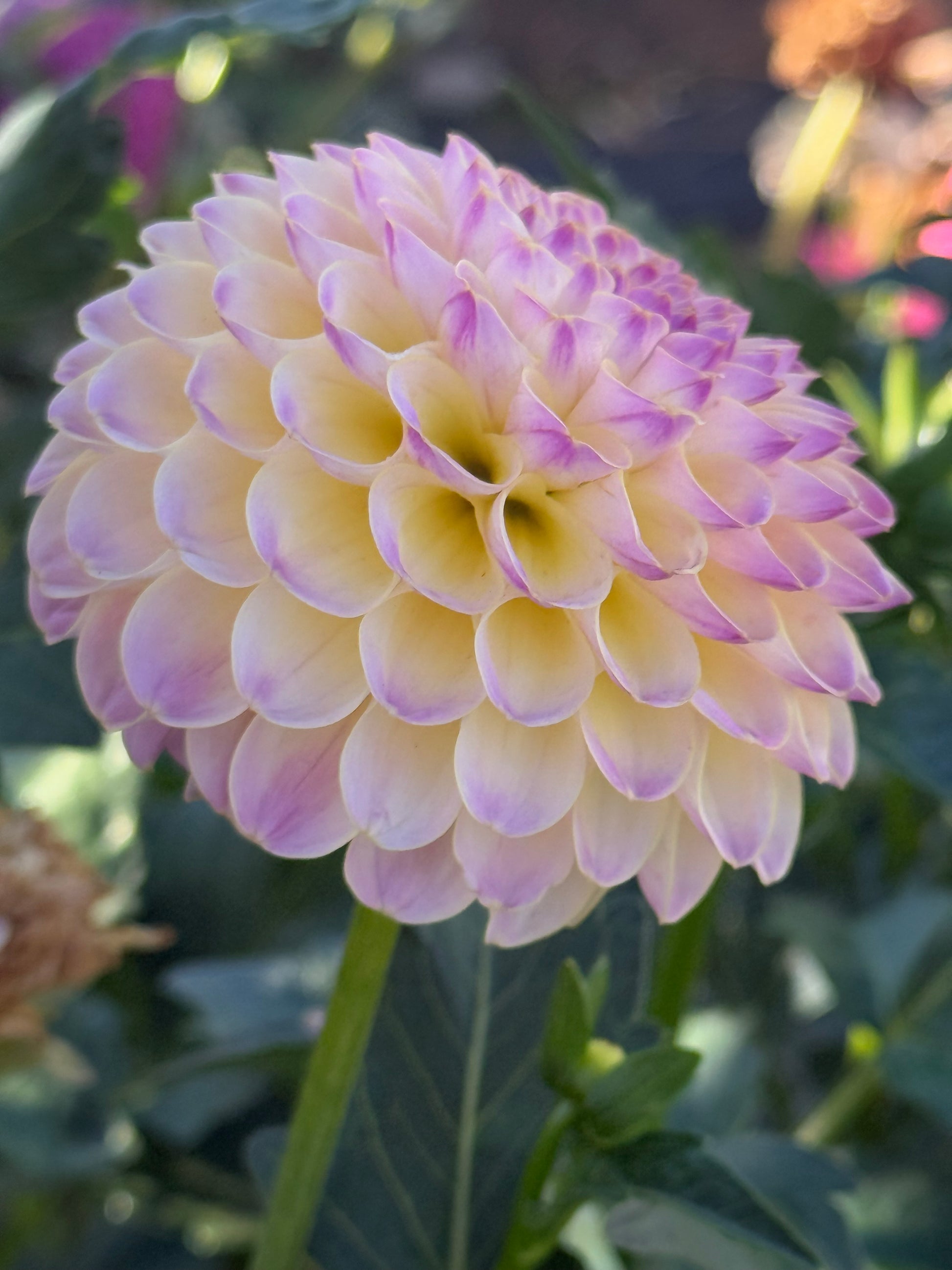 Hapet Pearl Dahlia