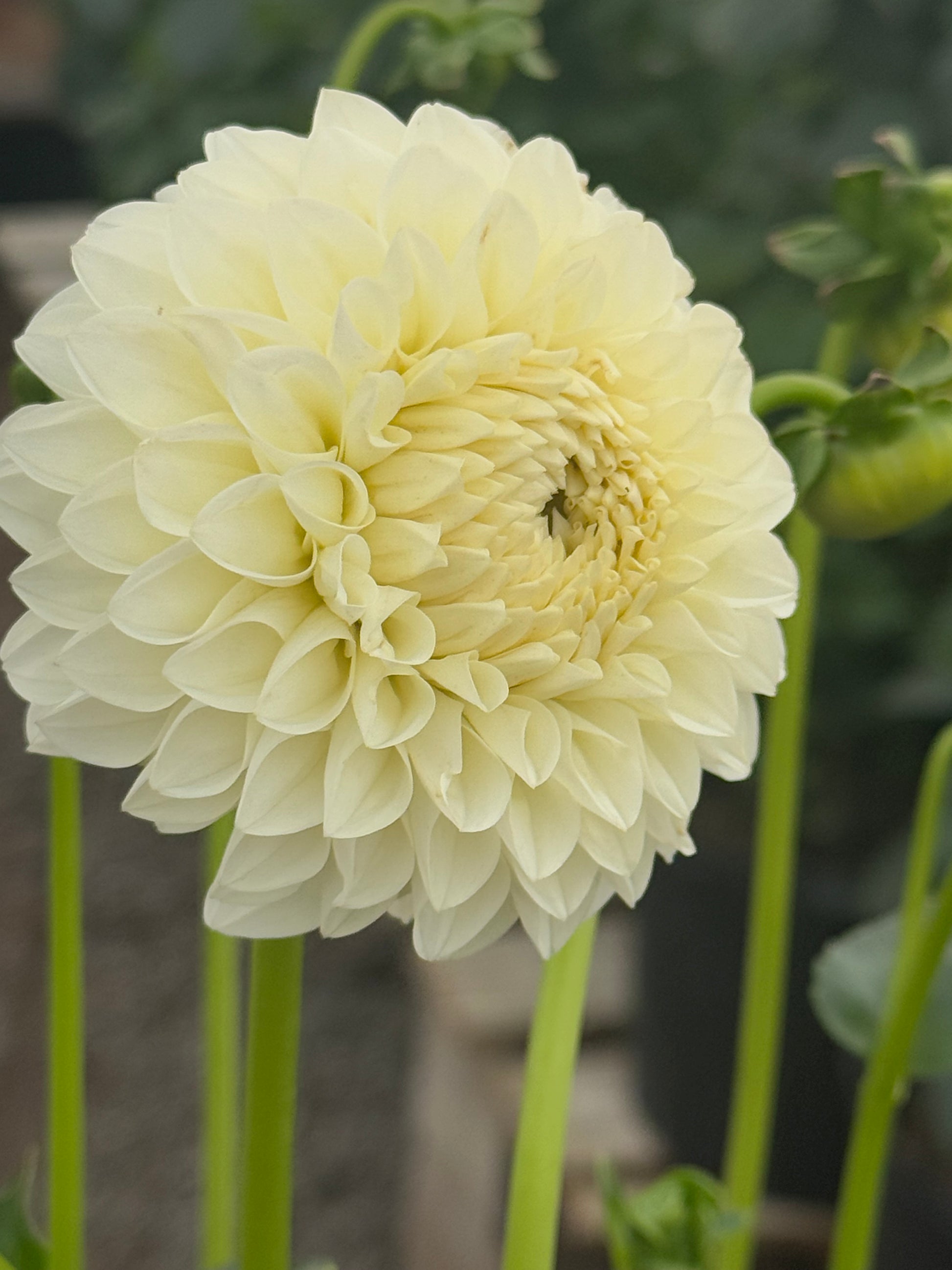 Boundary Snowflake Dahlia