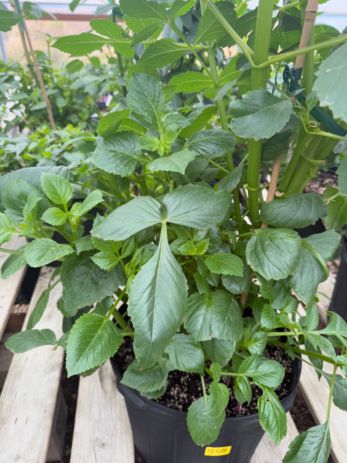 West Coast Australian Dahlia