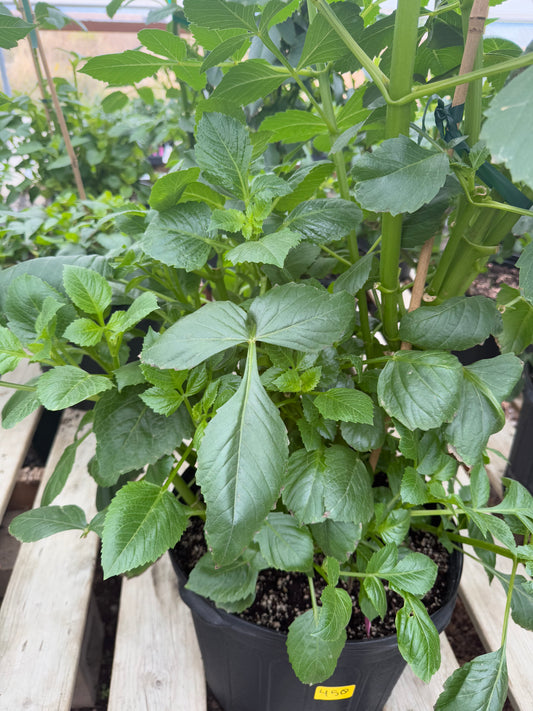 West Coast Australian Dahlia