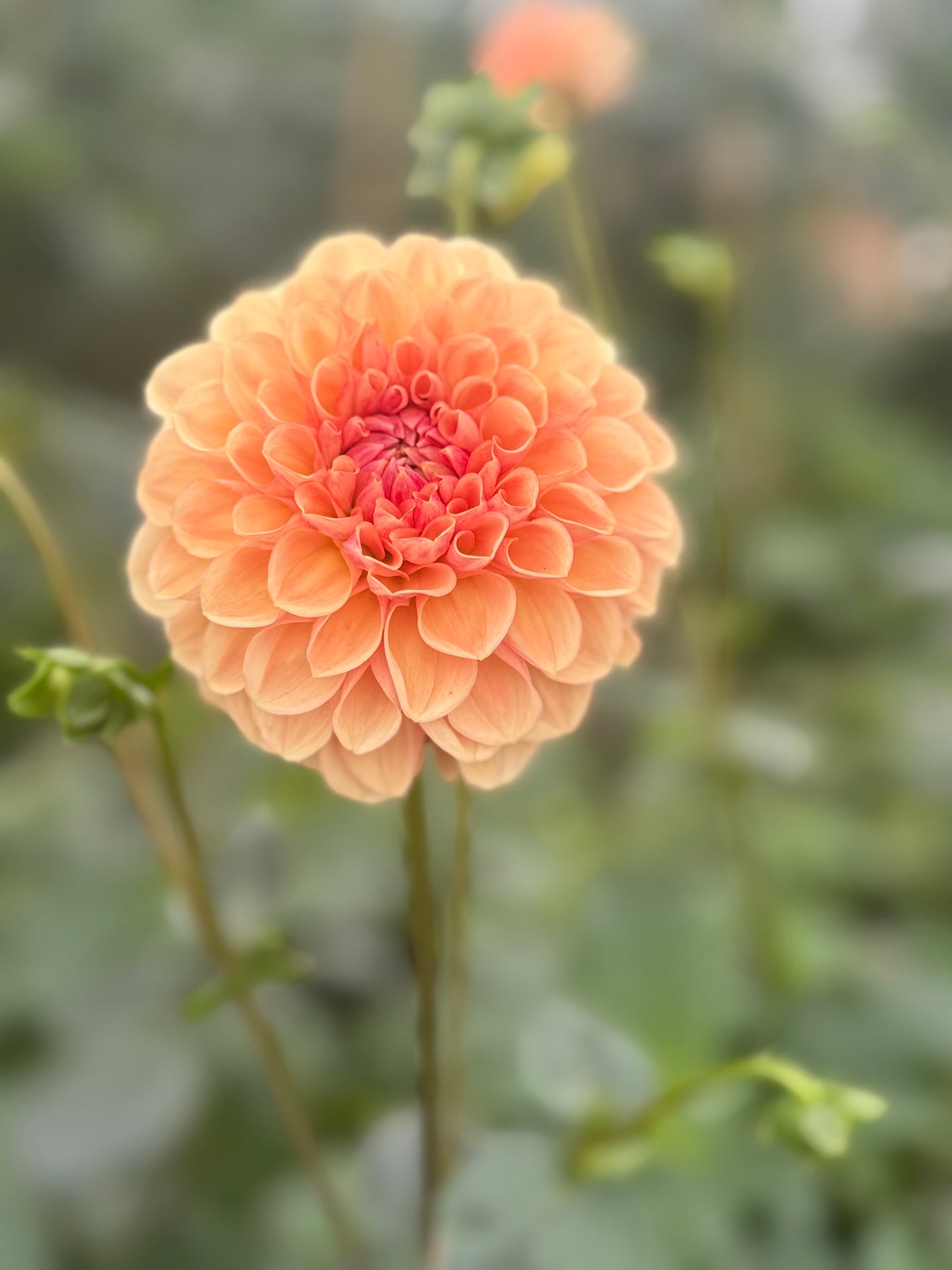 Lee’s Beech Glow Dahlia