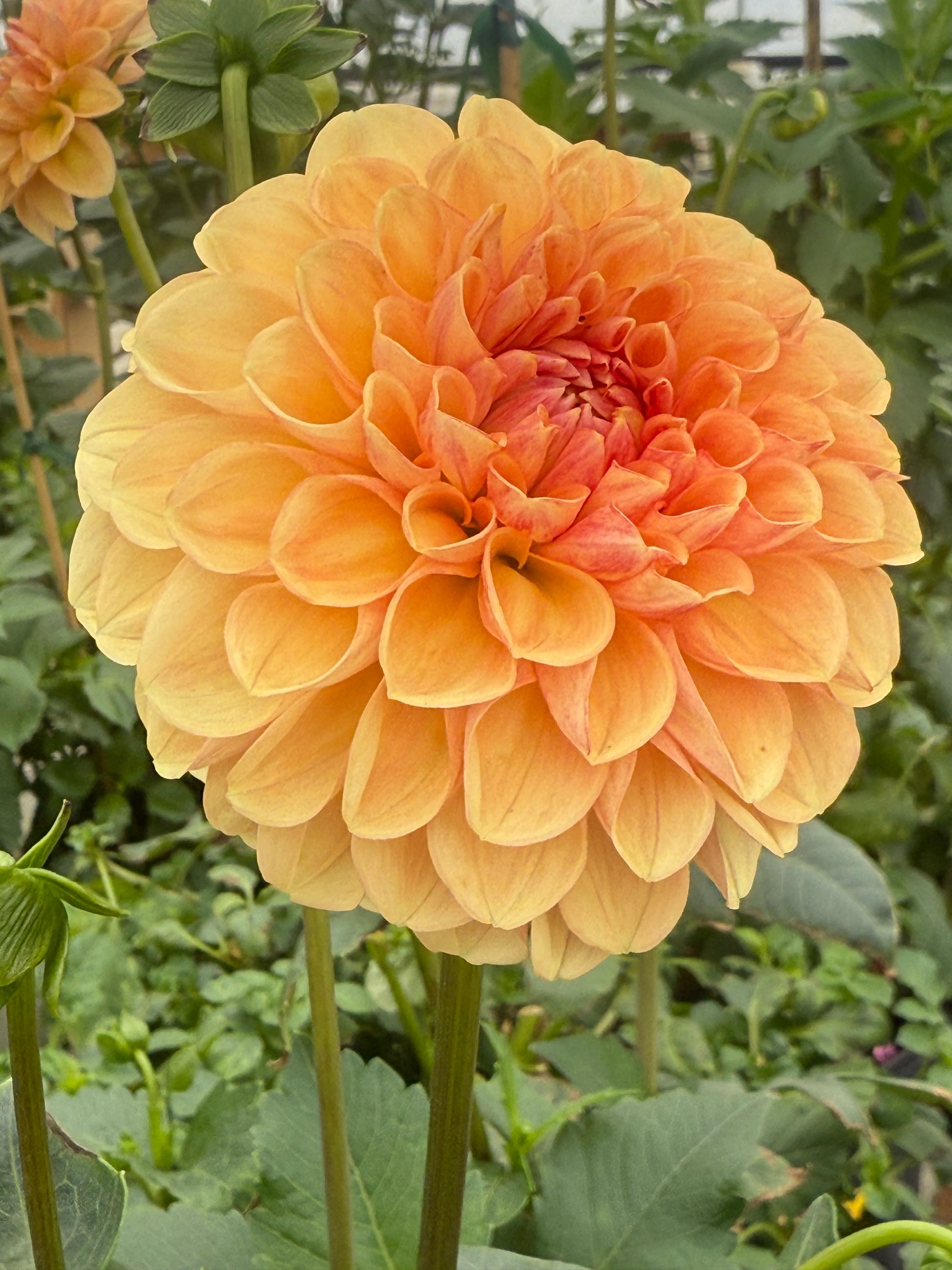 Lee’s Beech Glow Dahlia