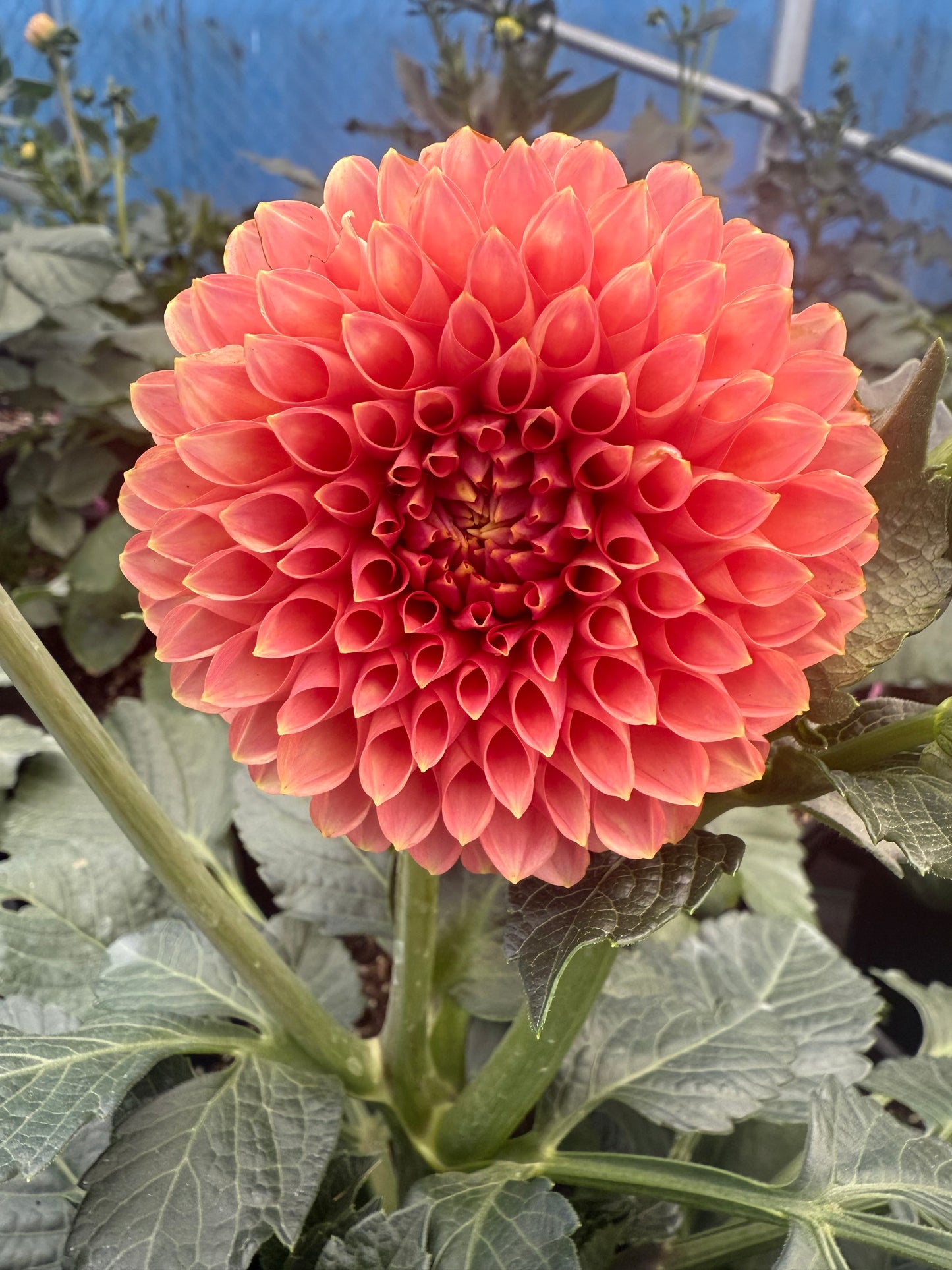 RM Lure Dahlia