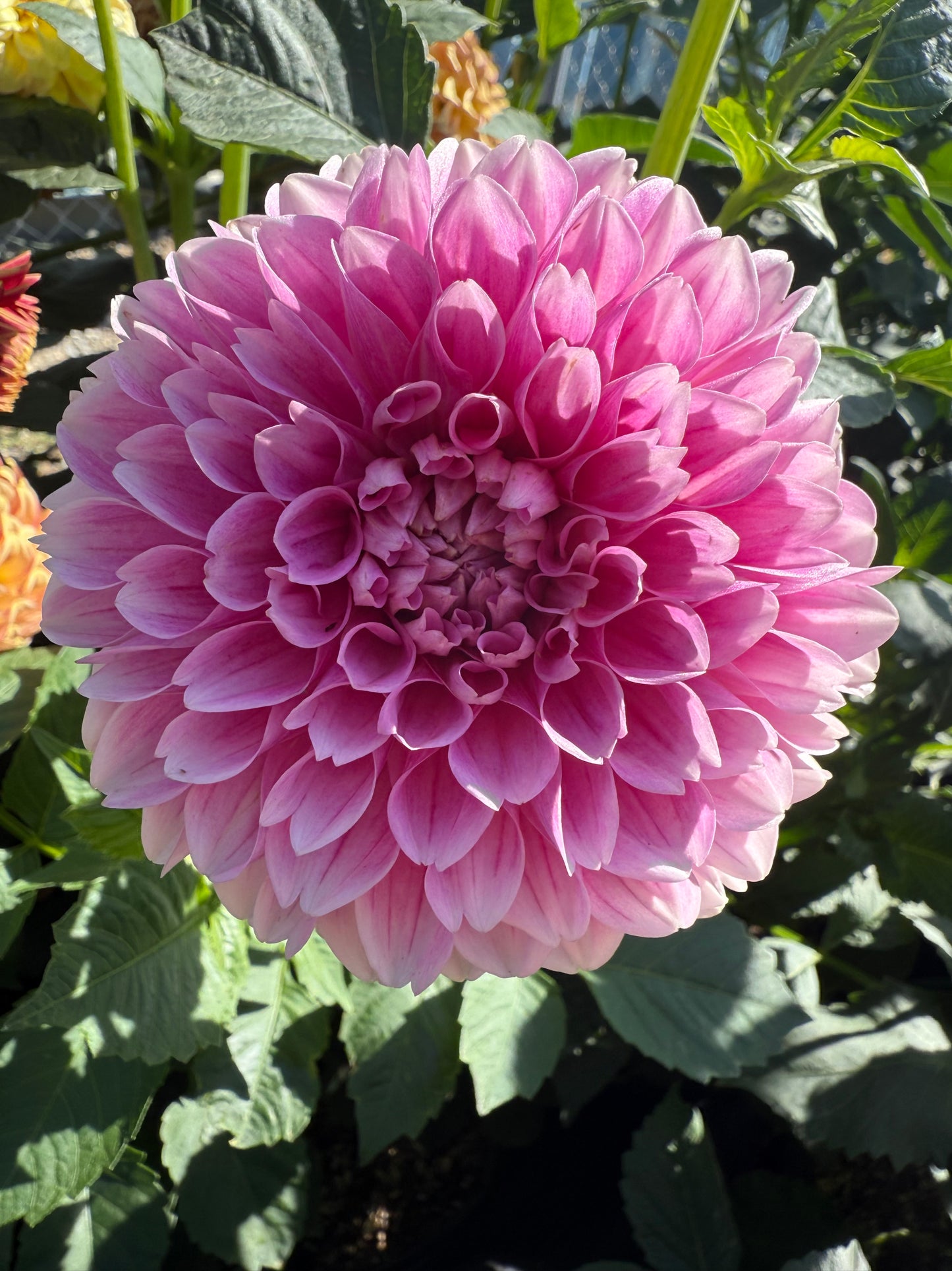 Marshmallow Baby Dahlia