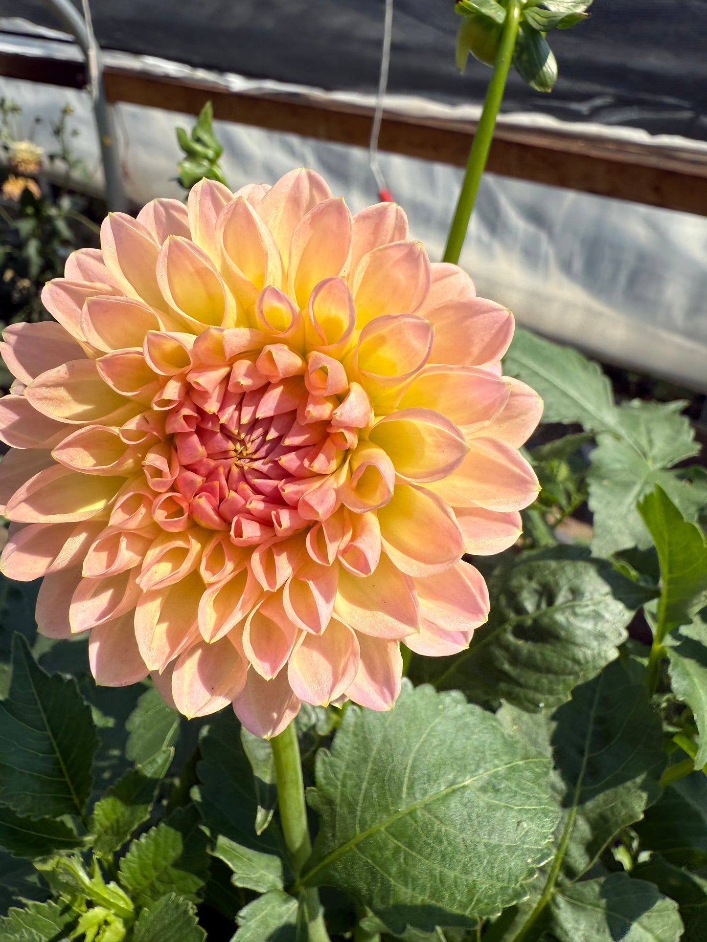 Barbarry Dominion Dahlia