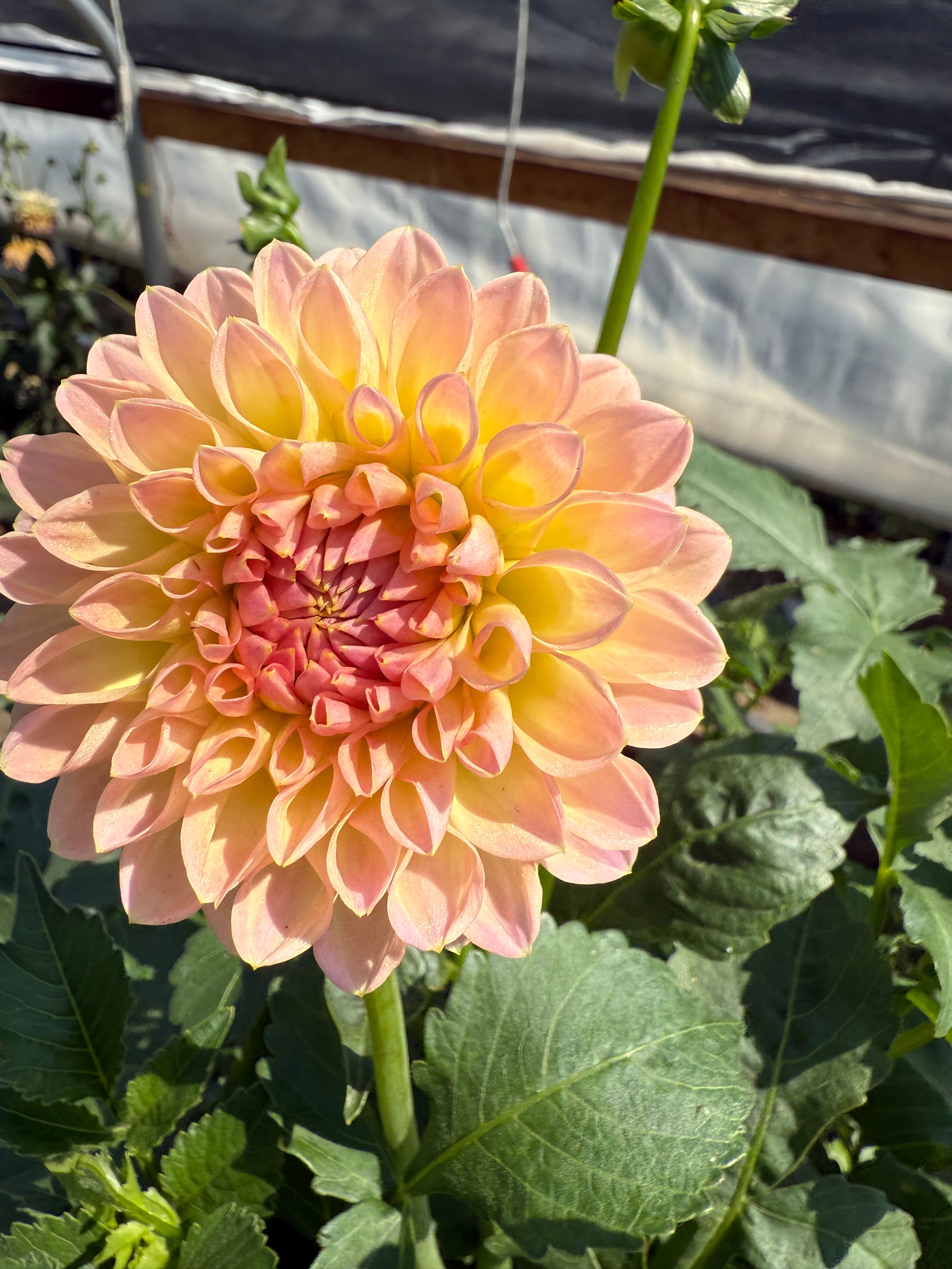 Barbarry Dominion Dahlia