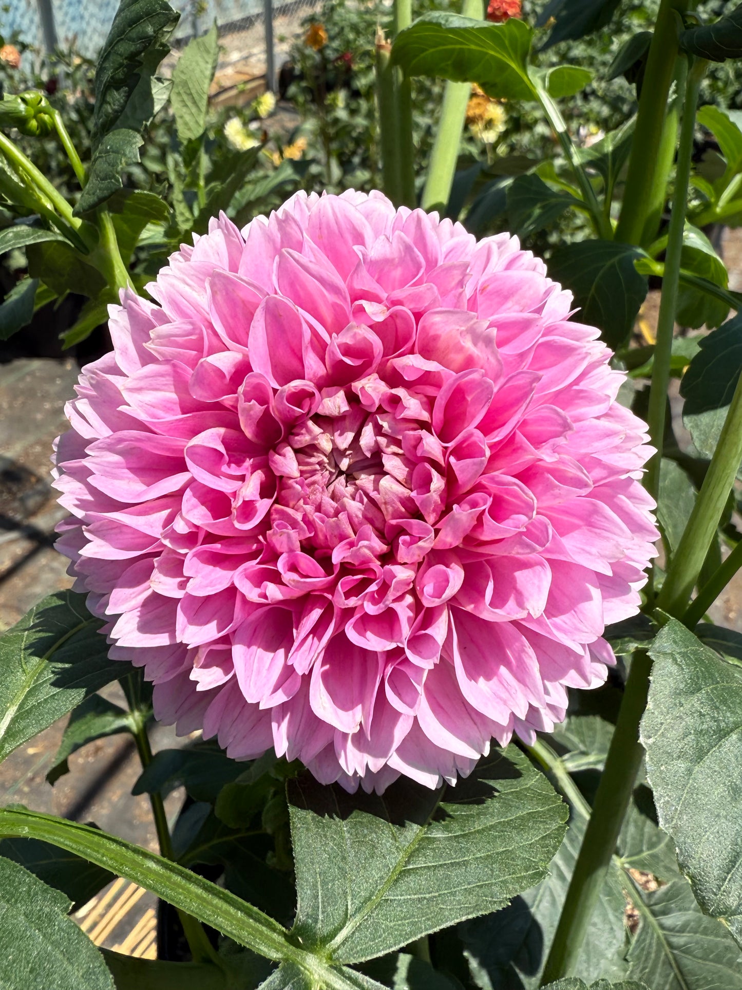 Marshmallow Baby Dahlia