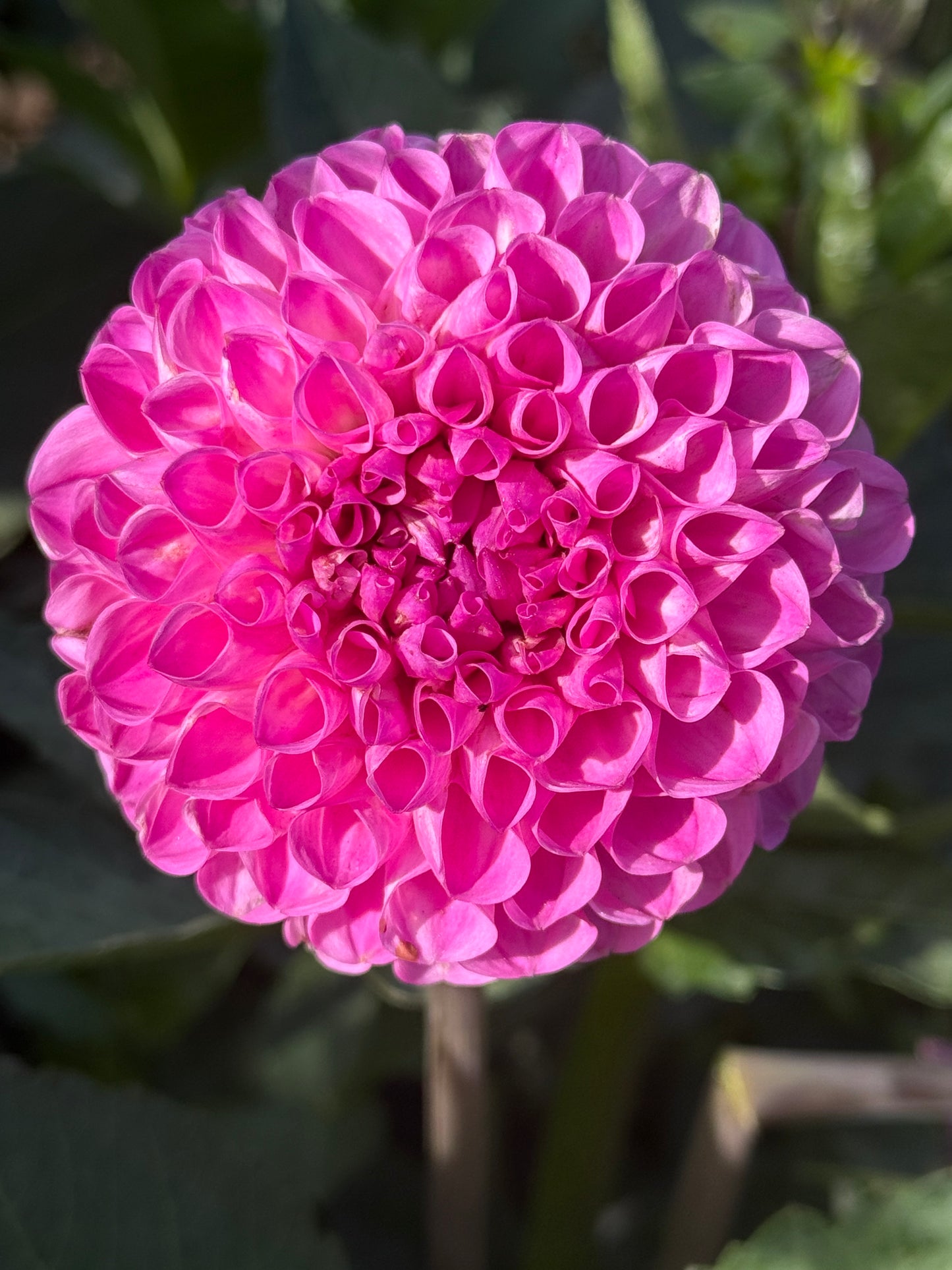 20th Ave For Mom Dahlia