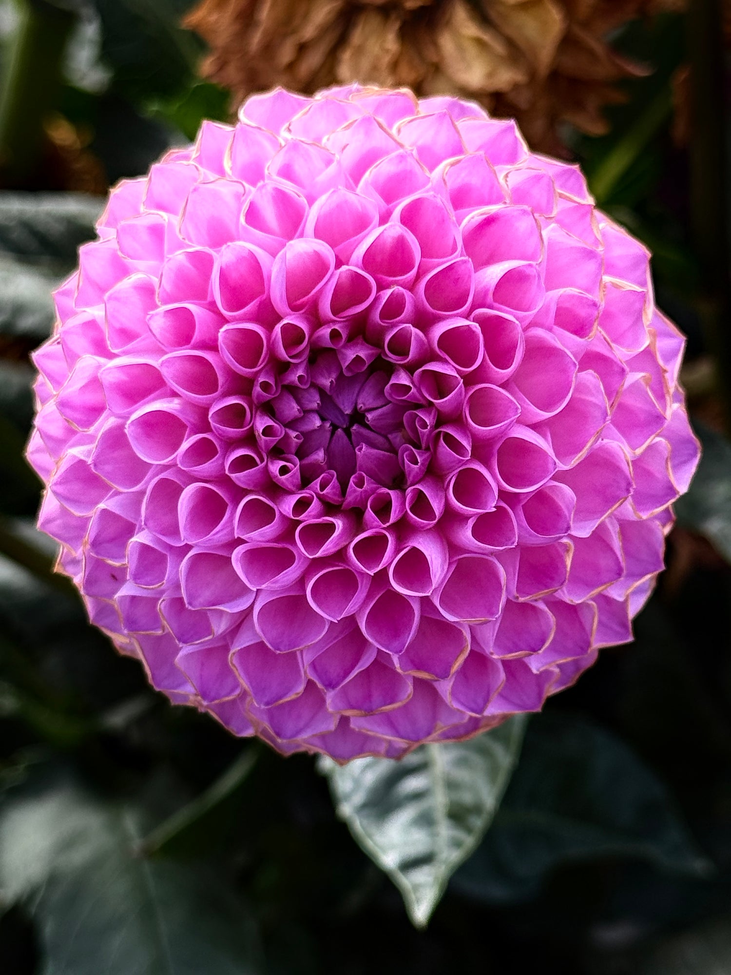 20th Ave For Mom Dahlia