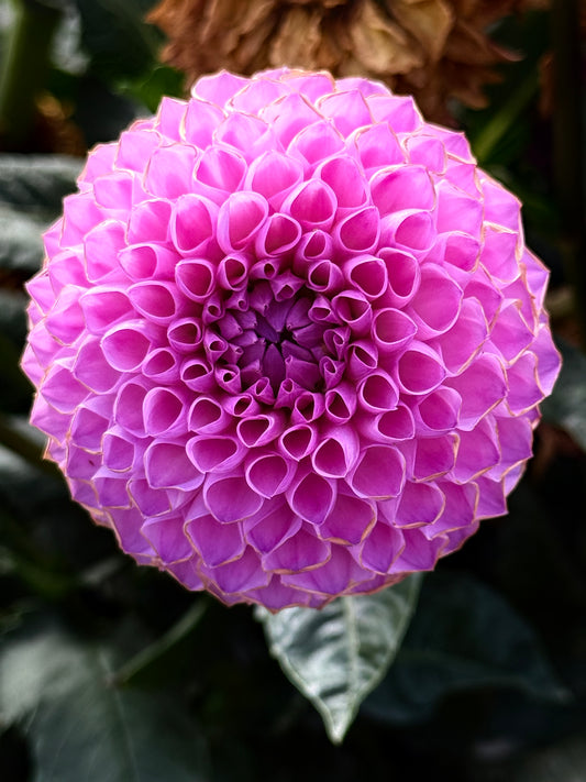 20th Ave For Mom Dahlia