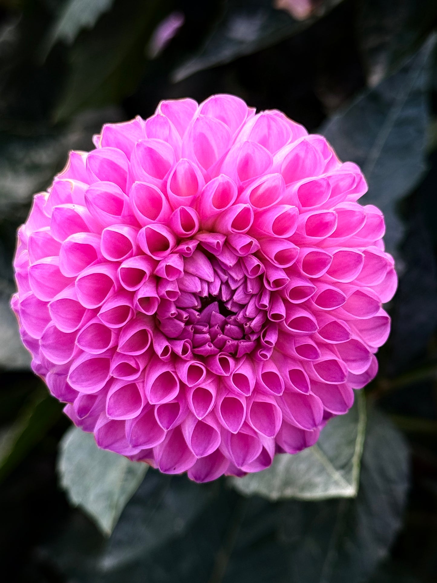 20th Ave For Mom Dahlia