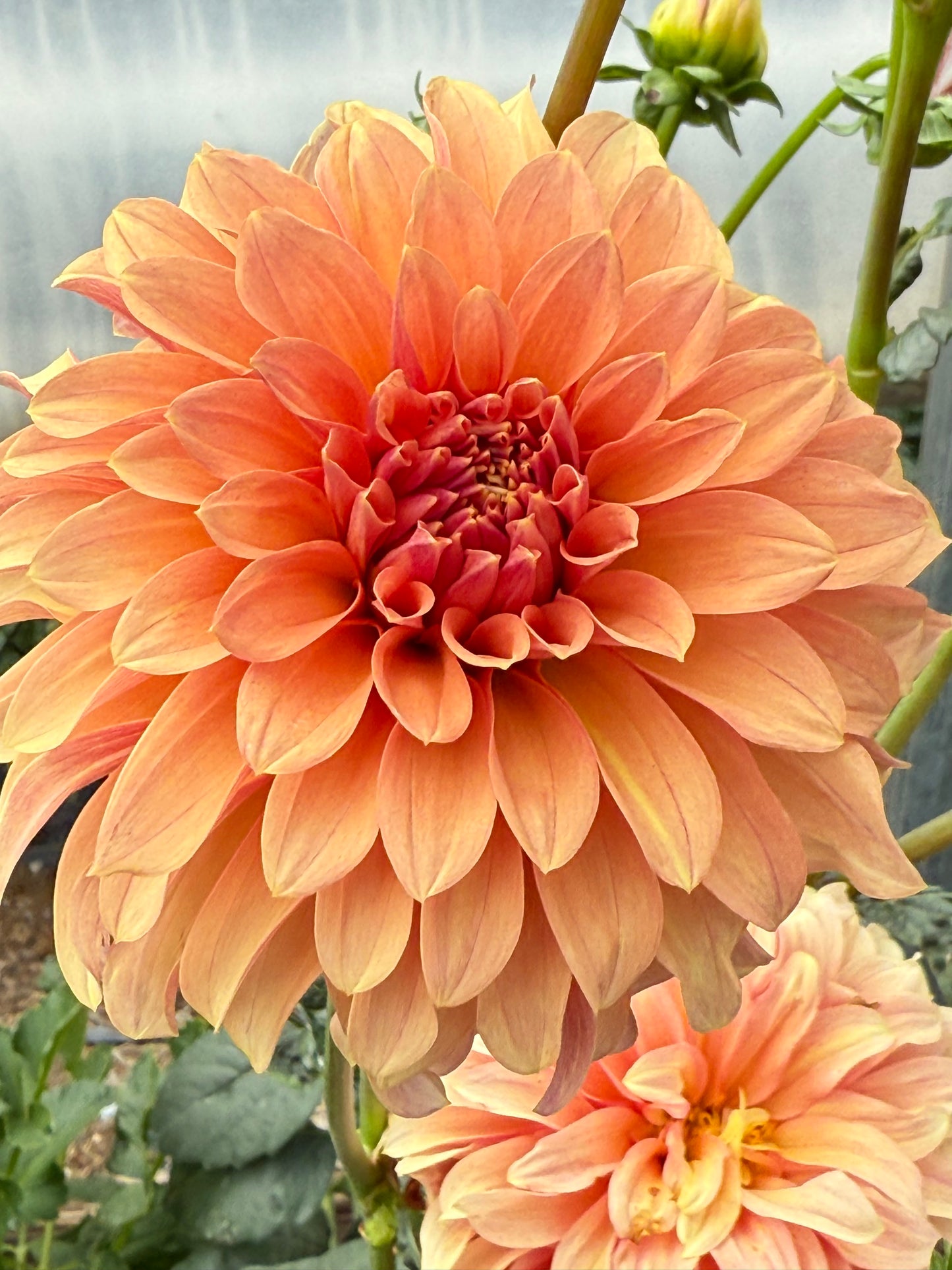 River’s Can’t Elope Dahlia