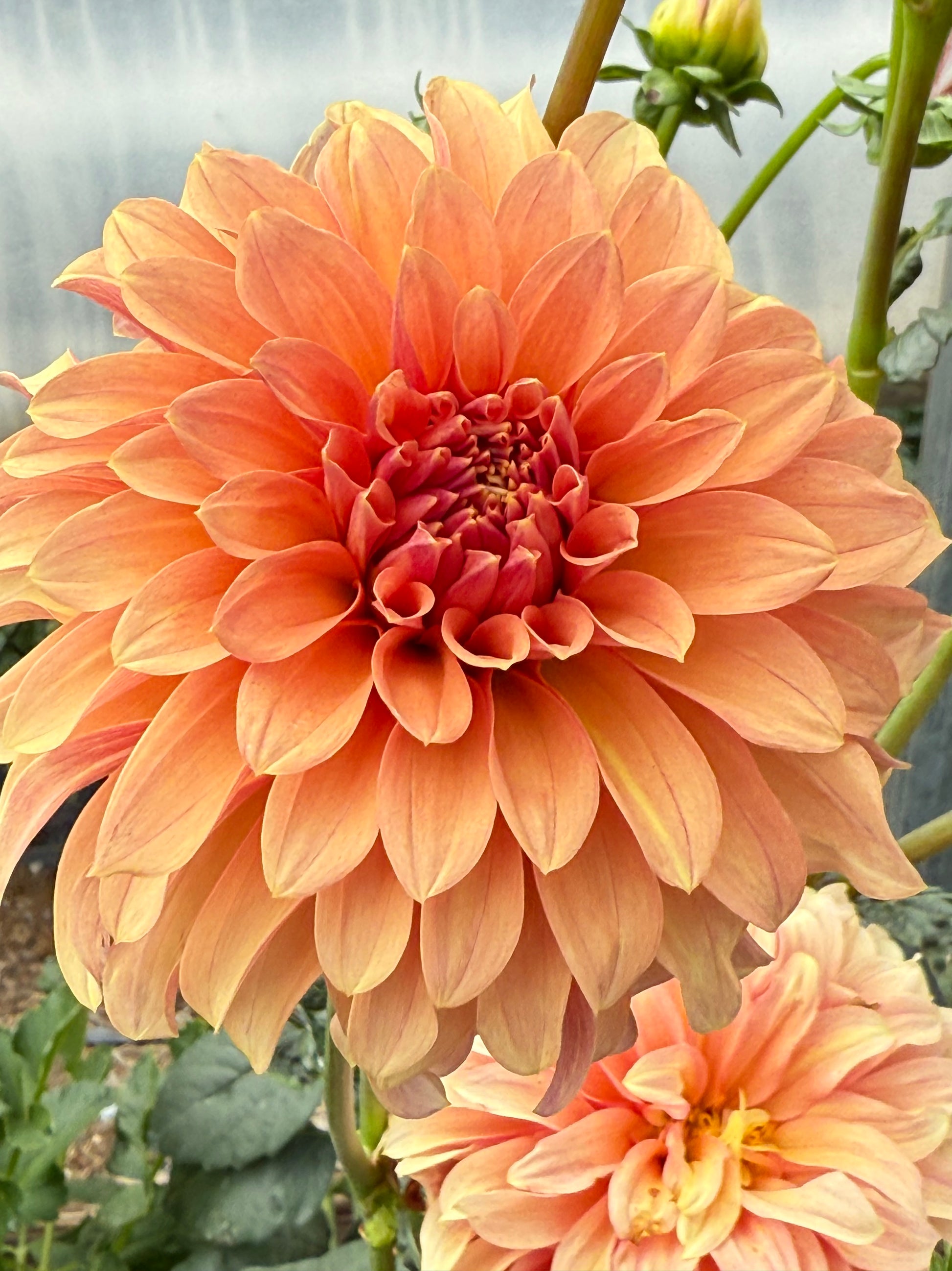 River’s Can’t Elope Dahlia