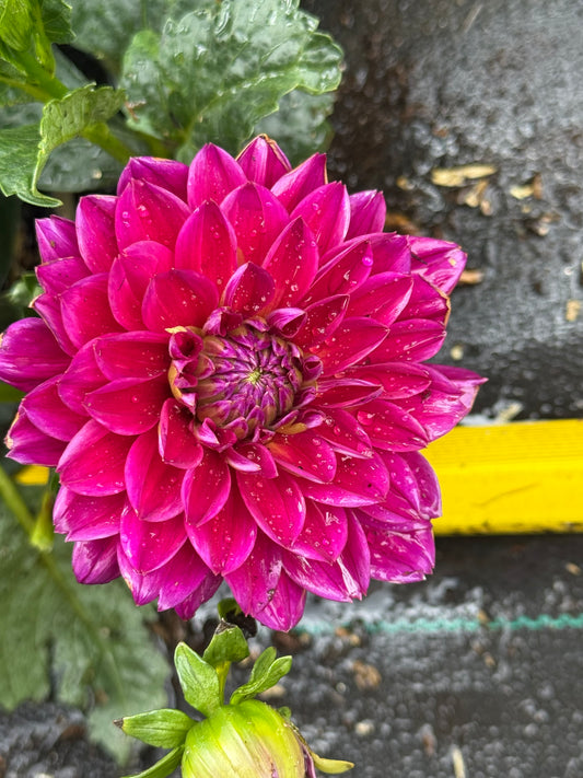 Sandia Nocturne Dahlia