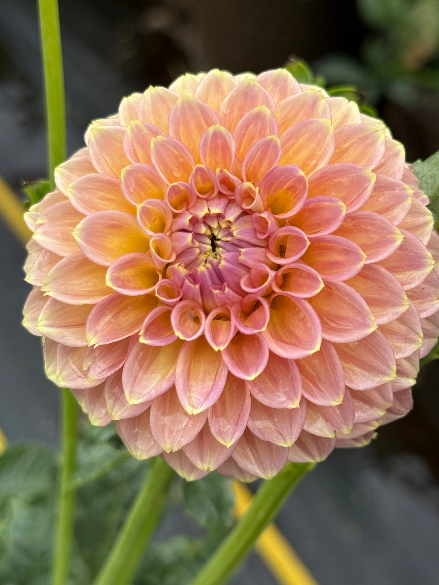 Peachy Parade Dahlia