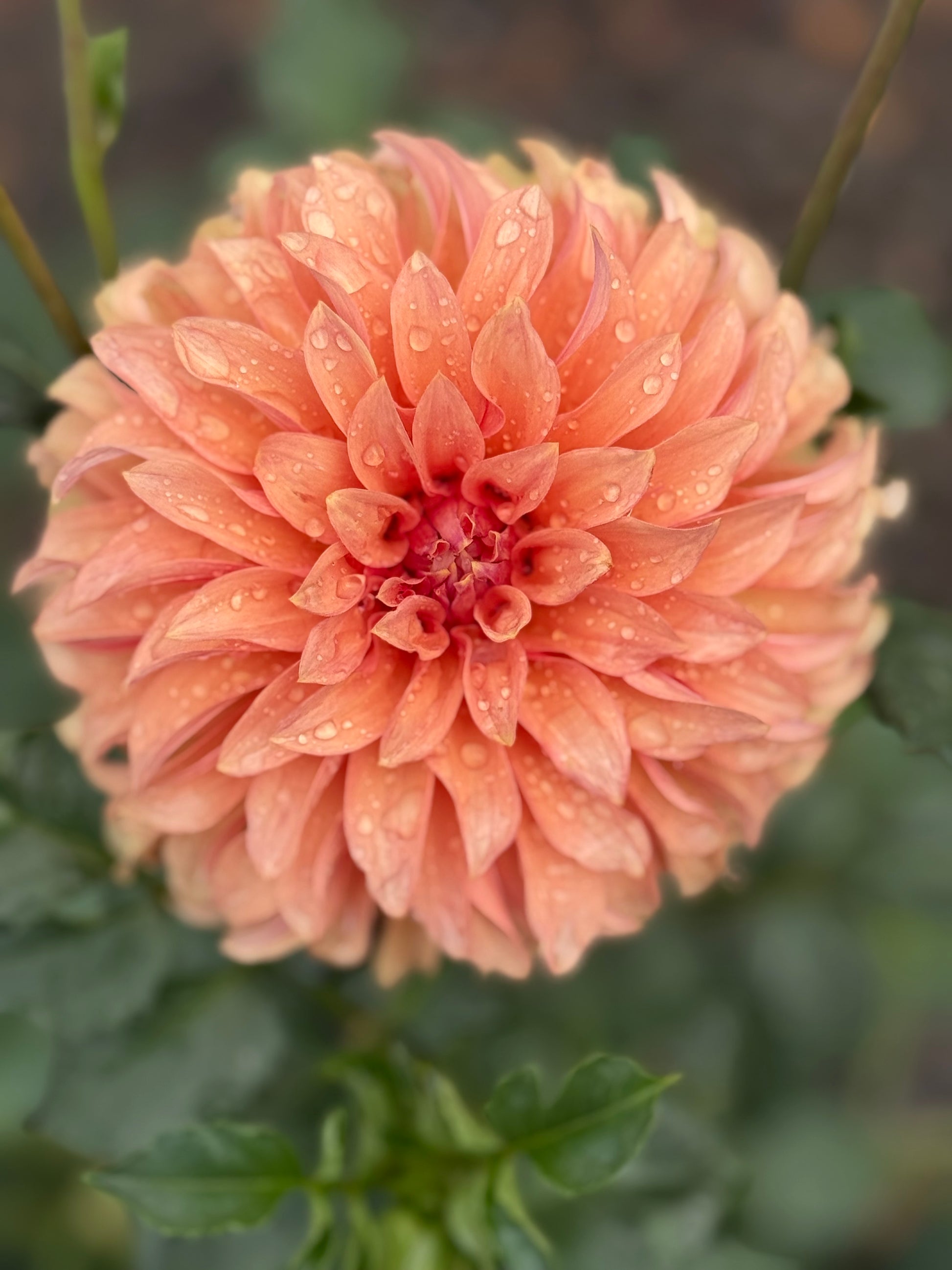 River’s Can’t Elope Dahlia