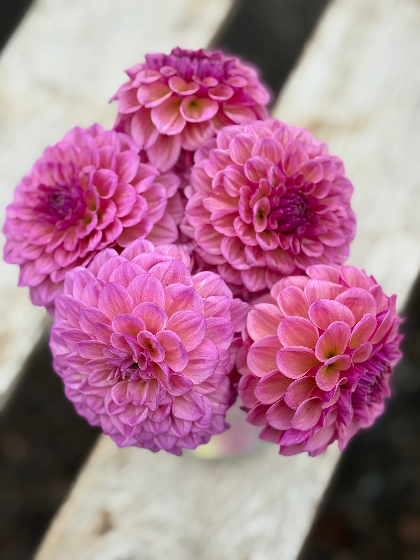 RM Berry Kiss Dahlia