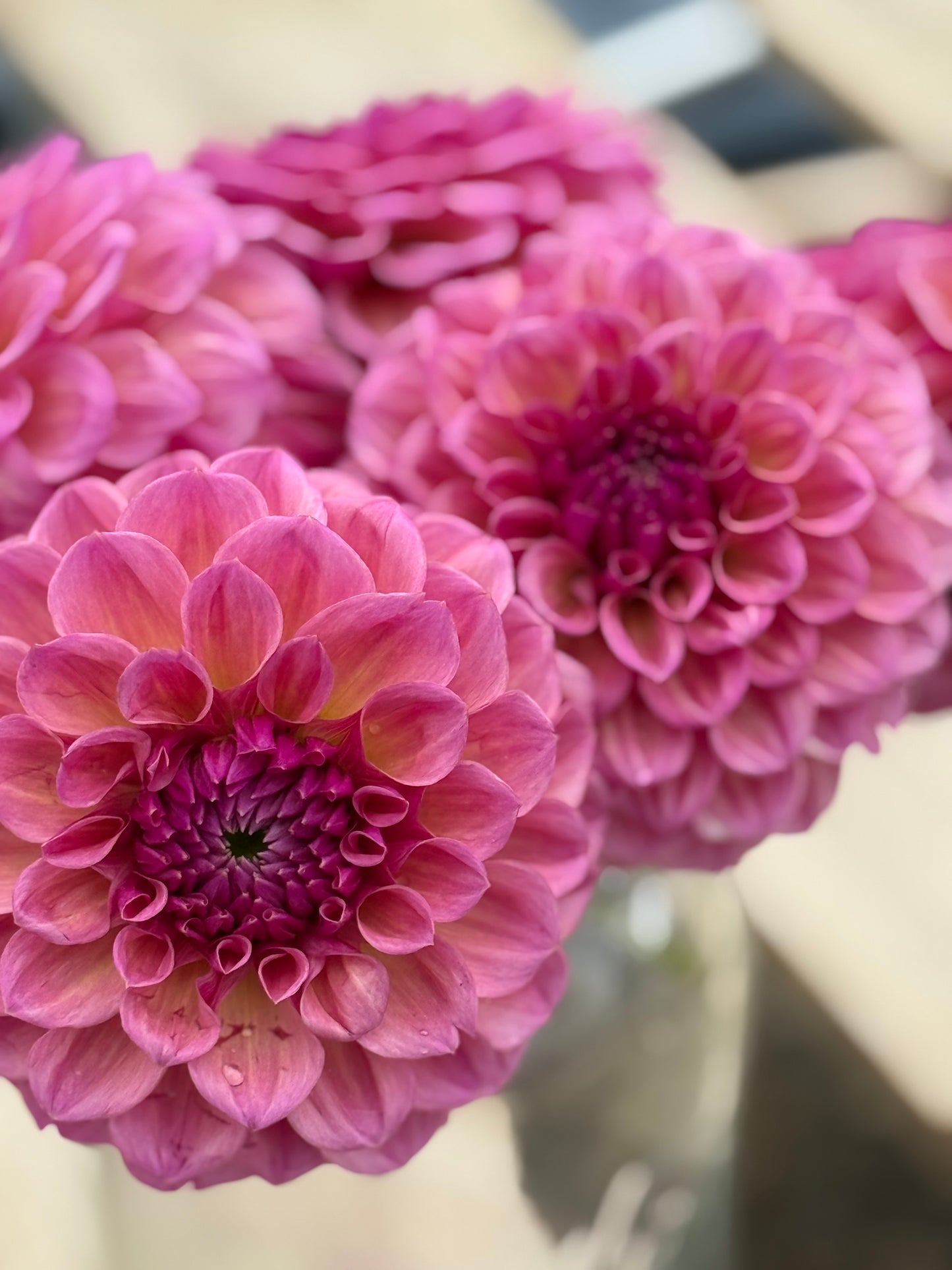 RM Berry Kiss Dahlia