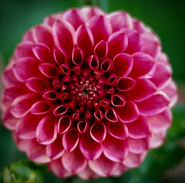 Levi’s Tomato Dahlia