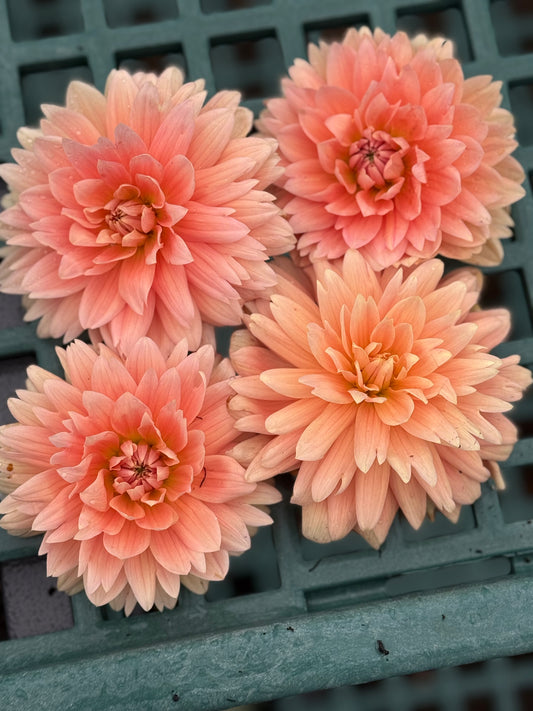 Carolina Wagemans Dahlia