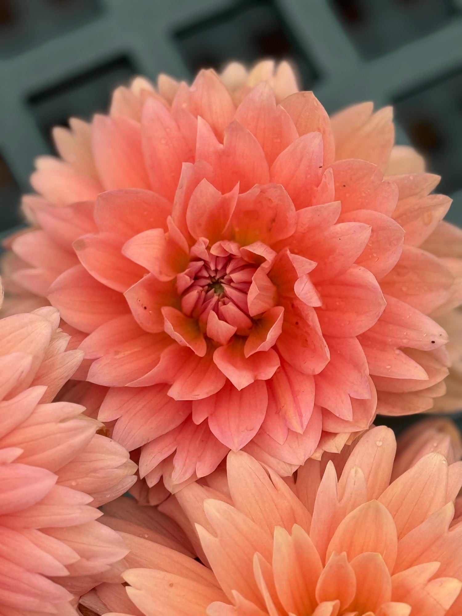 Carolina Wagemans Dahlia