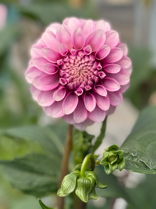 Levi's Confessor Grande Quart Shipping March 30 - April 1