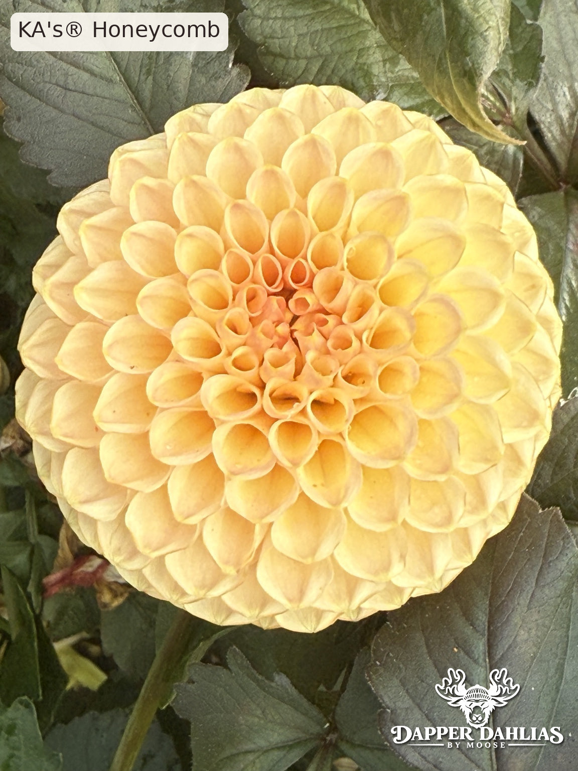 KA's Honeycomb dahlia showing a golden honey-yellow miniature ball bloom with tightly rolled petals and a warm apricot center against dark green foliage.