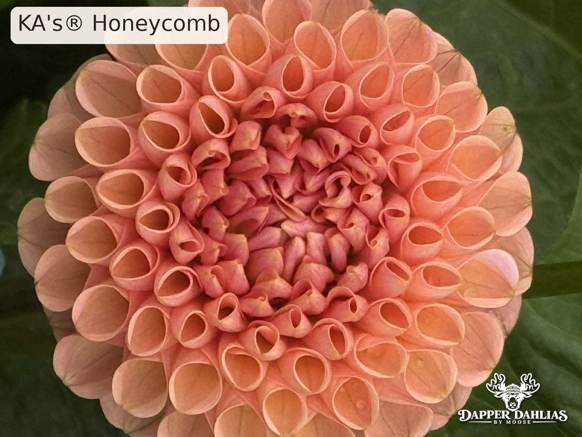 Close-up of a coral-pink KA's Honeycomb dahlia with peach-tipped petals, tightly curled center petals, and unopened flower buds nearby.