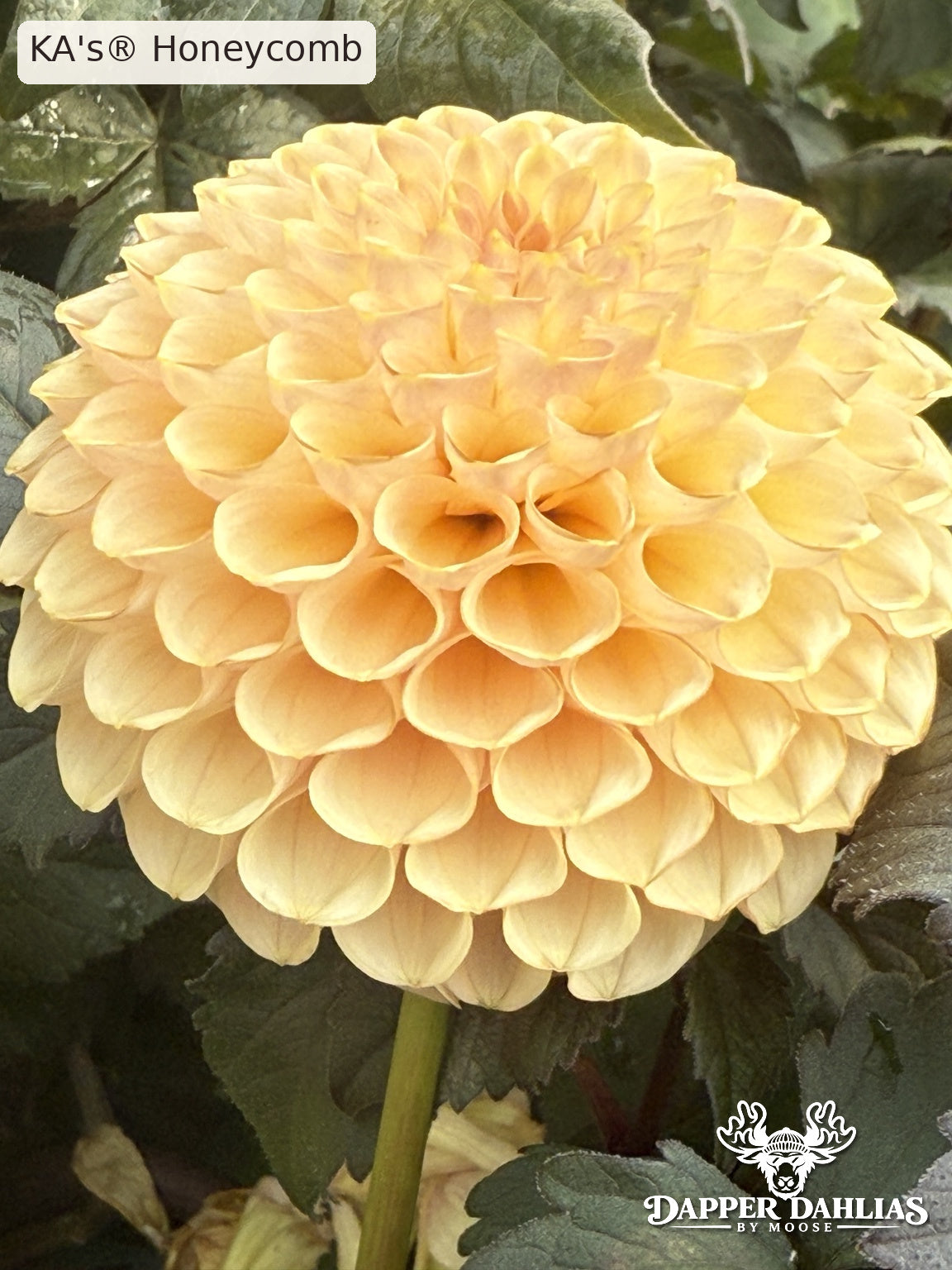 KA's Honeycomb dahlia showing a large, rounded golden-yellow miniature ball bloom with honey-apricot undertones against dark garden foliage.