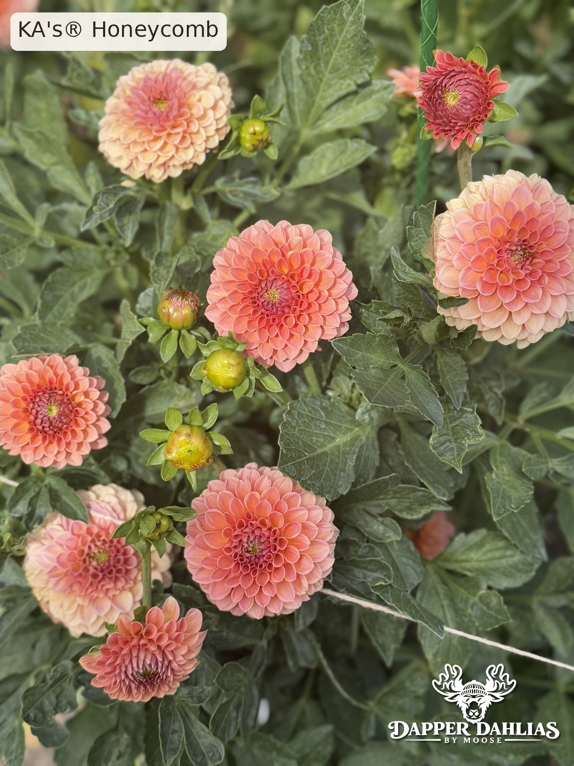 KA's Honeycomb dahlia plant covered in coral-pink and peach miniature ball flowers, with developing buds and dark green foliage.