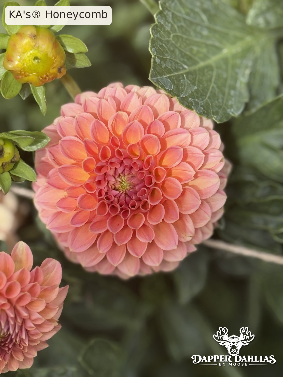 Close-up of a coral-pink KA's Honeycomb dahlia with peach-tipped petals, tightly curled center petals, and unopened flower buds nearby.