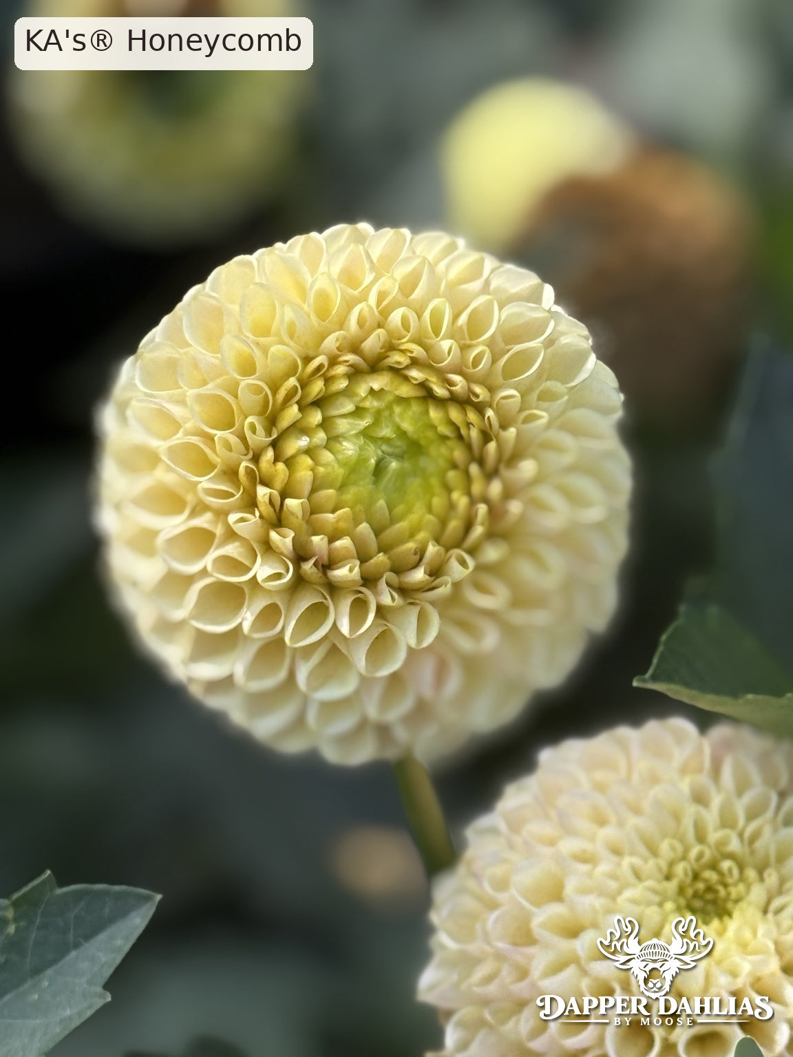 Two KA's Honeycomb dahlia flowers with creamy yellow petals, tightly rolled miniature ball form, and a greenish center on the developing bloom.