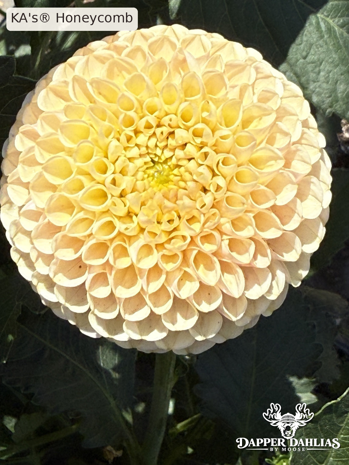 Close-up of KA's Honeycomb dahlia with coral-pink petals, peach undertones, and tightly curled tubular petals forming a rounded miniature ball flower.