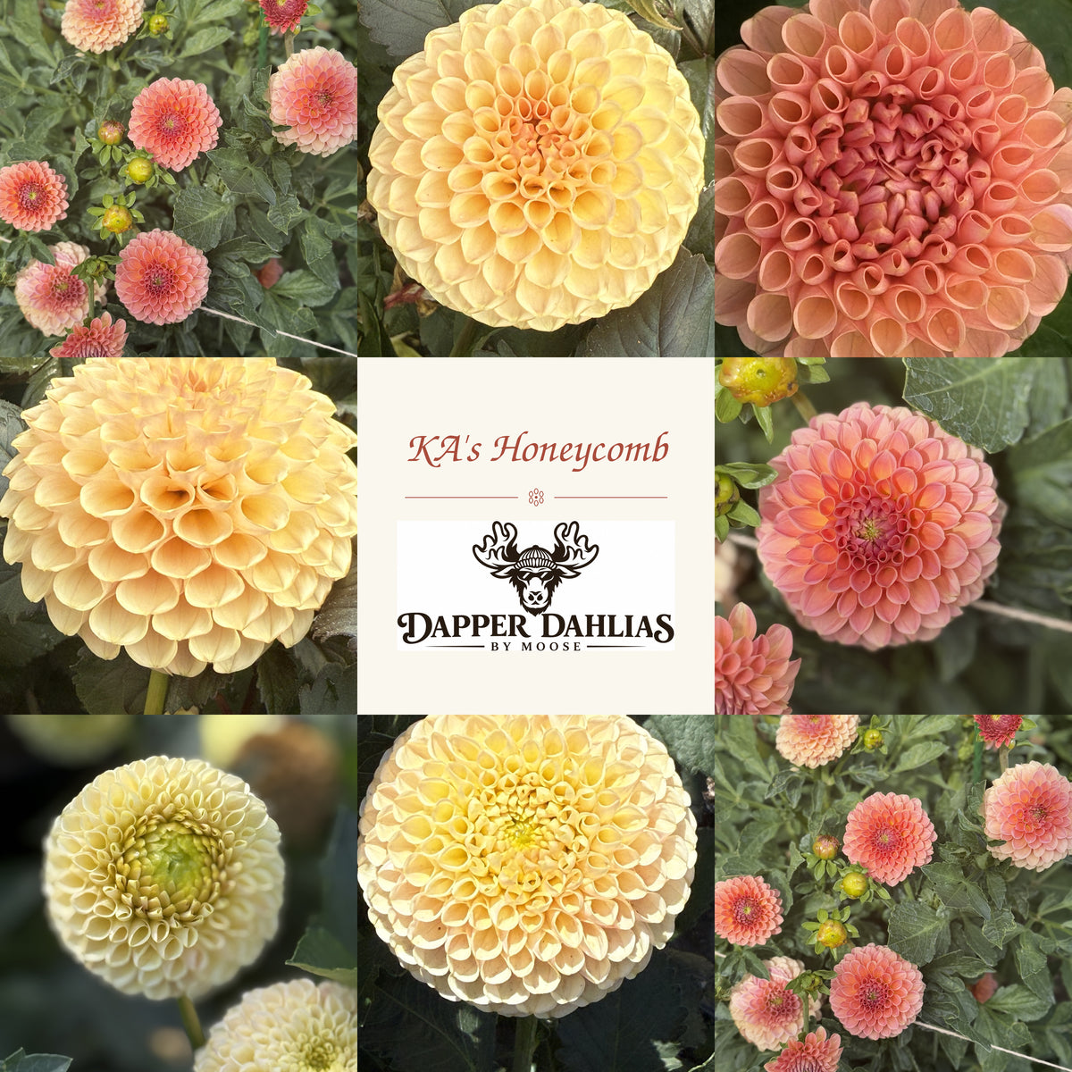 Collage of KA's Honeycomb dahlias showing golden-yellow, peach, apricot, and coral-pink miniature ball blooms surrounding the Dapper Dahlias by Moose logo.