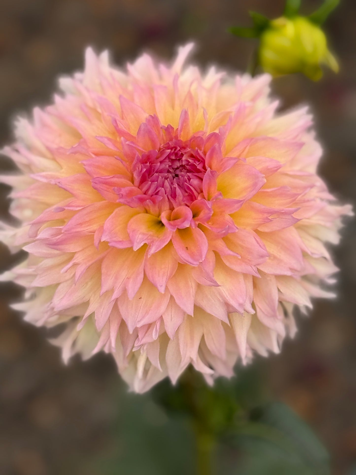 Lee's Pink Grapefruit Dahlia