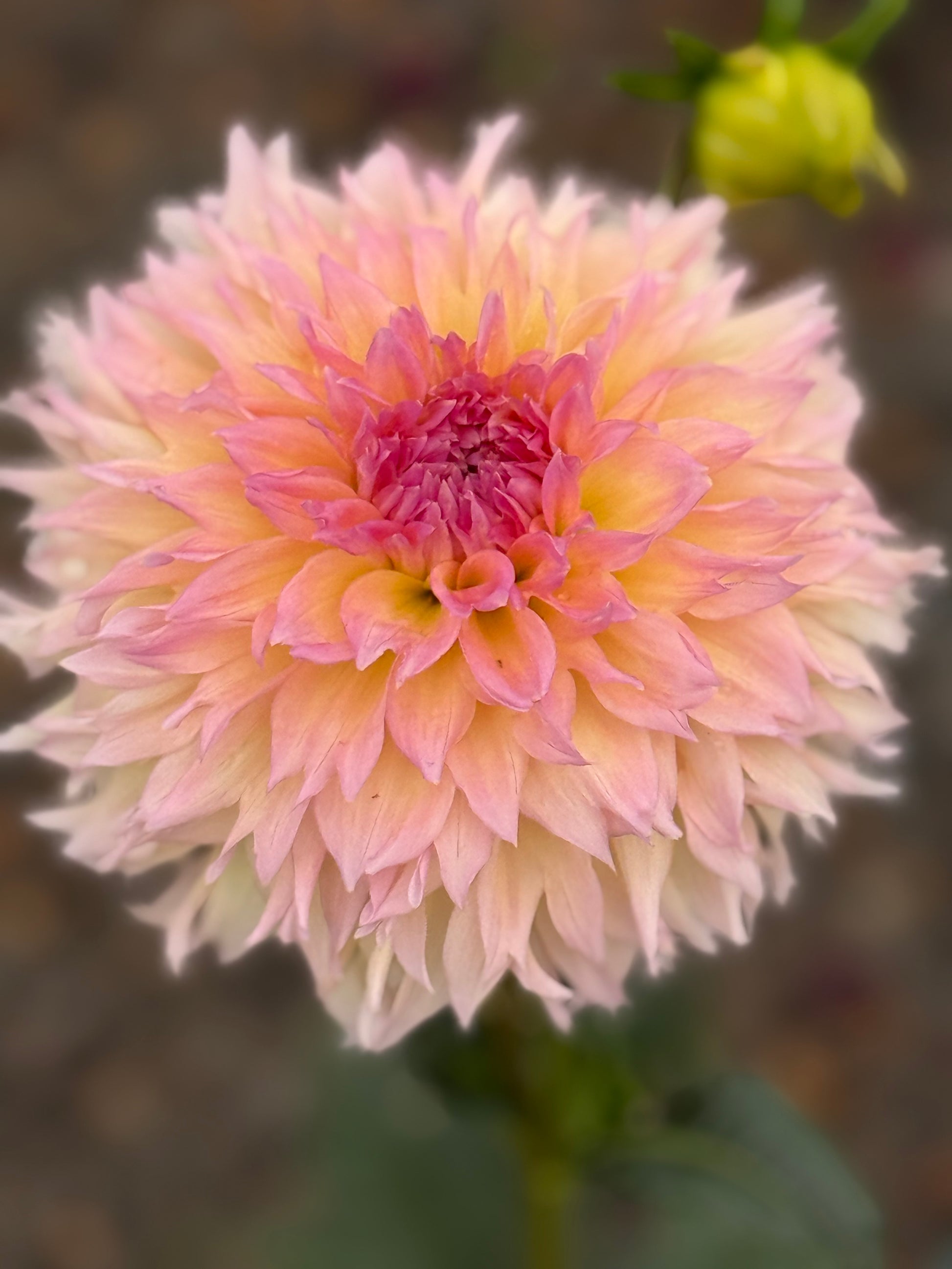 Lee's Pink Grapefruit Dahlia
