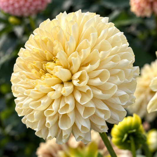 Madeleine Moon Japanese Dahlia Variety in the Moose's dahlia field