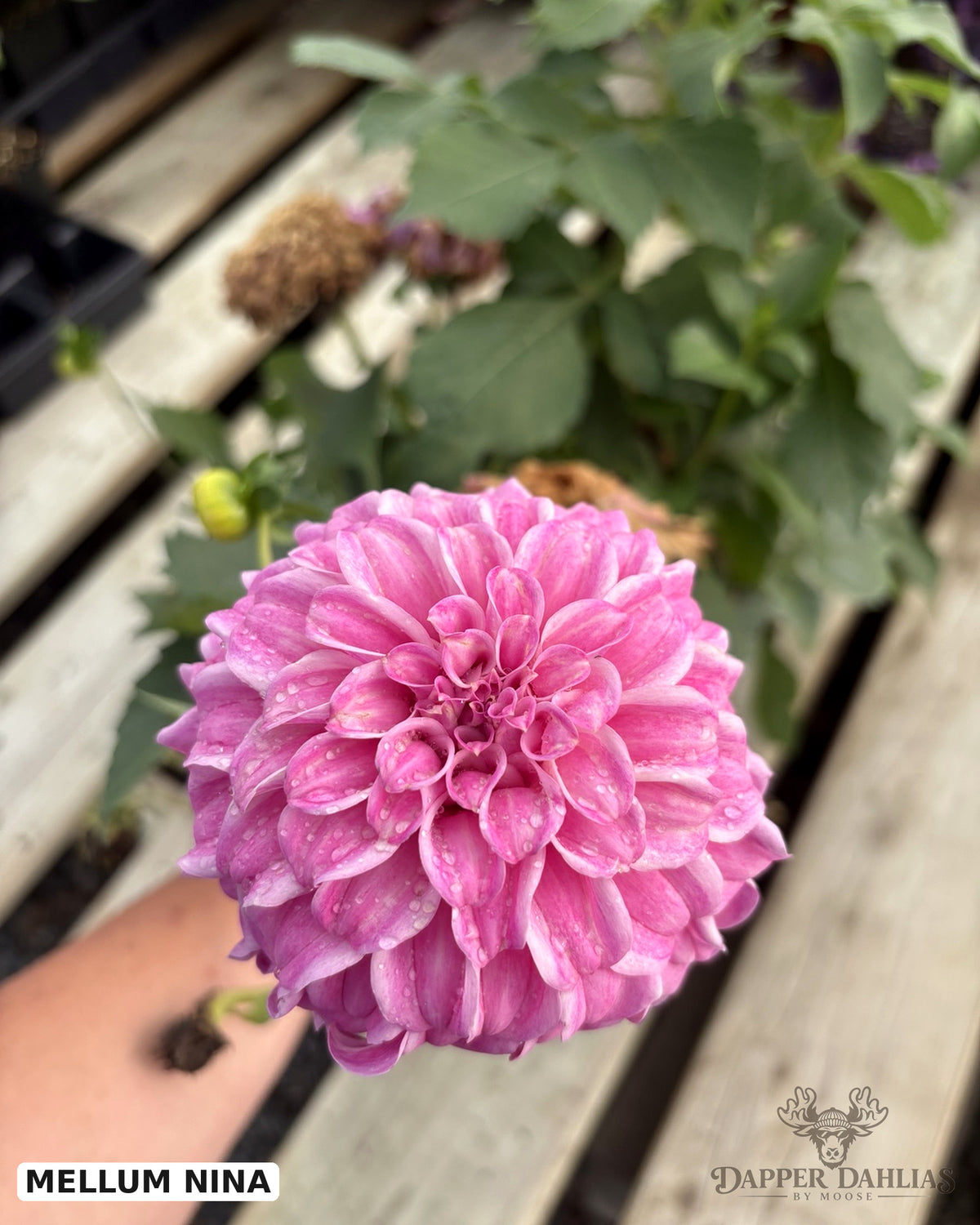 A close-up of a blooming pink dahlia flower held in front of a garden background with green leaves and wooden boards. Text in the lower left reads 'MELLUM NINA' and there is a Dapper Dahlias logo in the lower right.  Mellum Nina is an Australian Dahlia considered in America to be a Unicorn Dahlia.