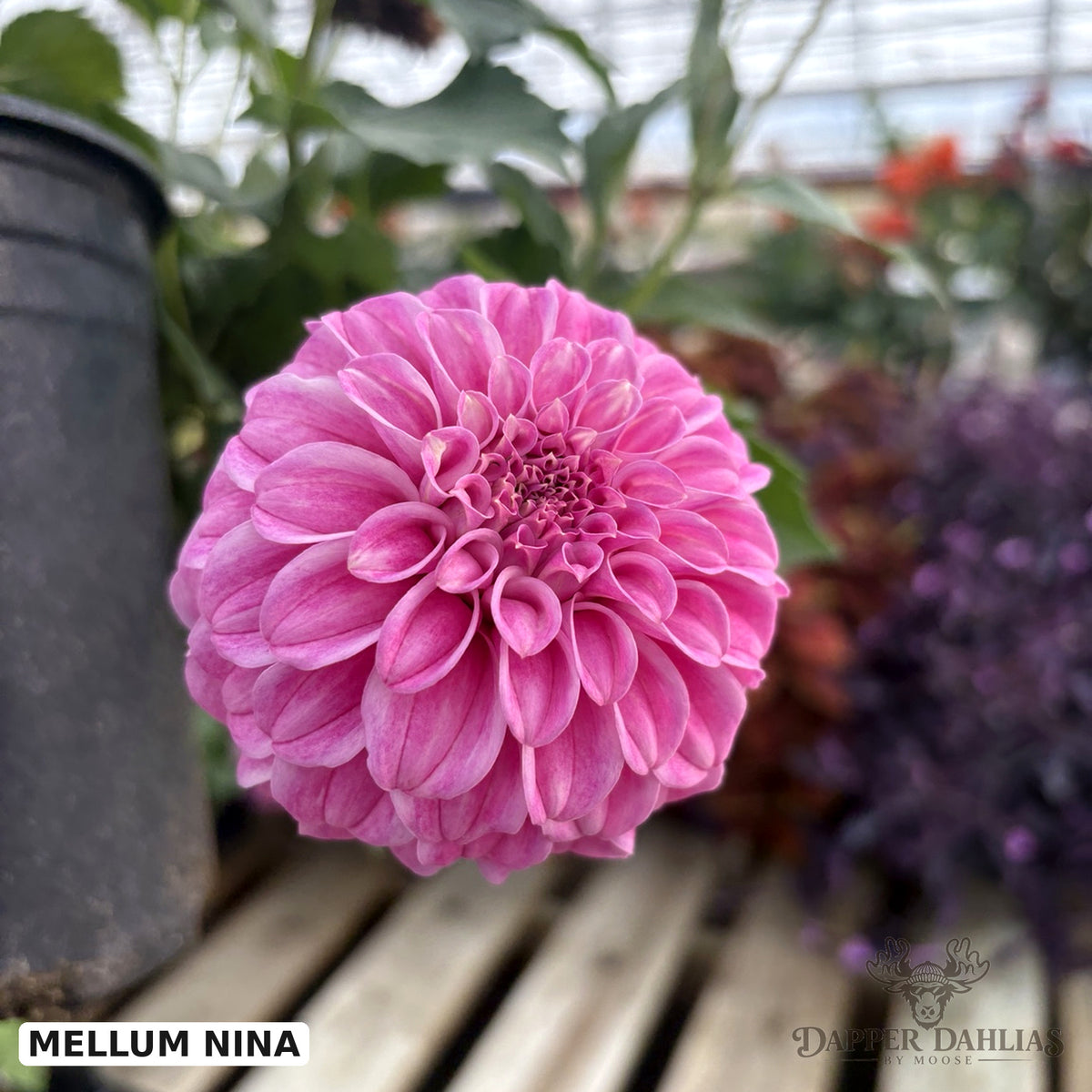 Mellum Nina Dahlia in Bloom in the Dapper Dahlia Greenhouse.