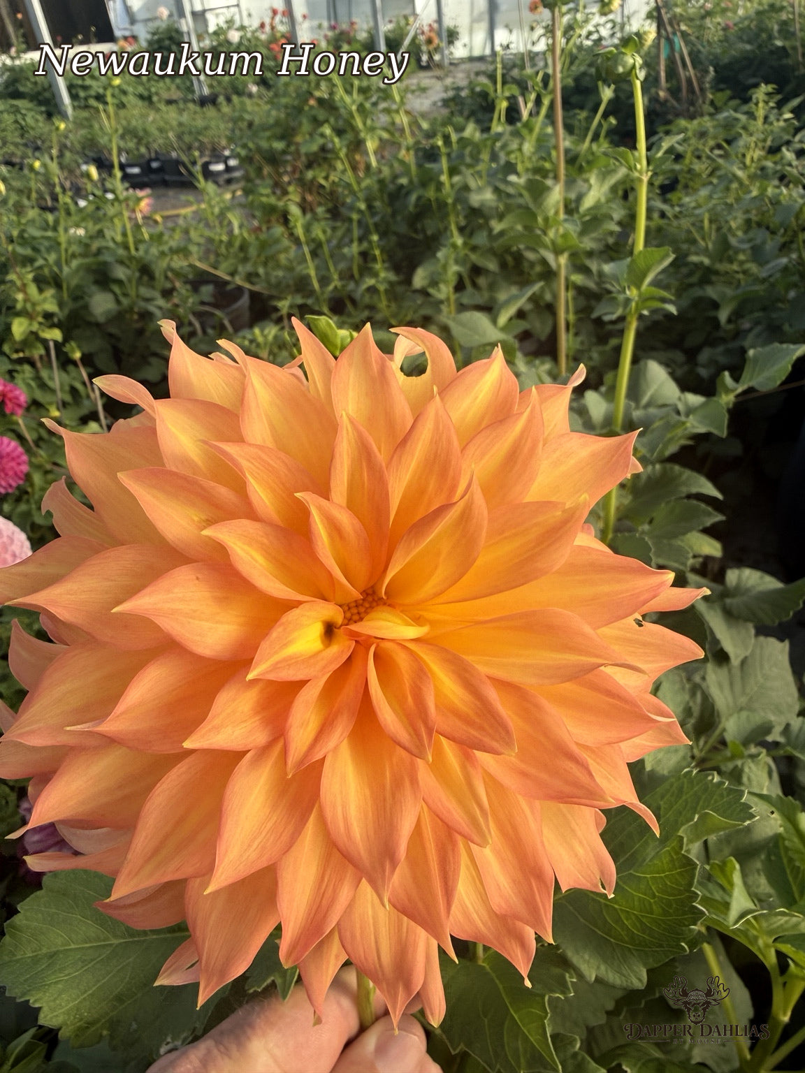 Close-up of a Newaukum Honey dahlia with glowing orange, peach, and salmon-pink pointed petals
